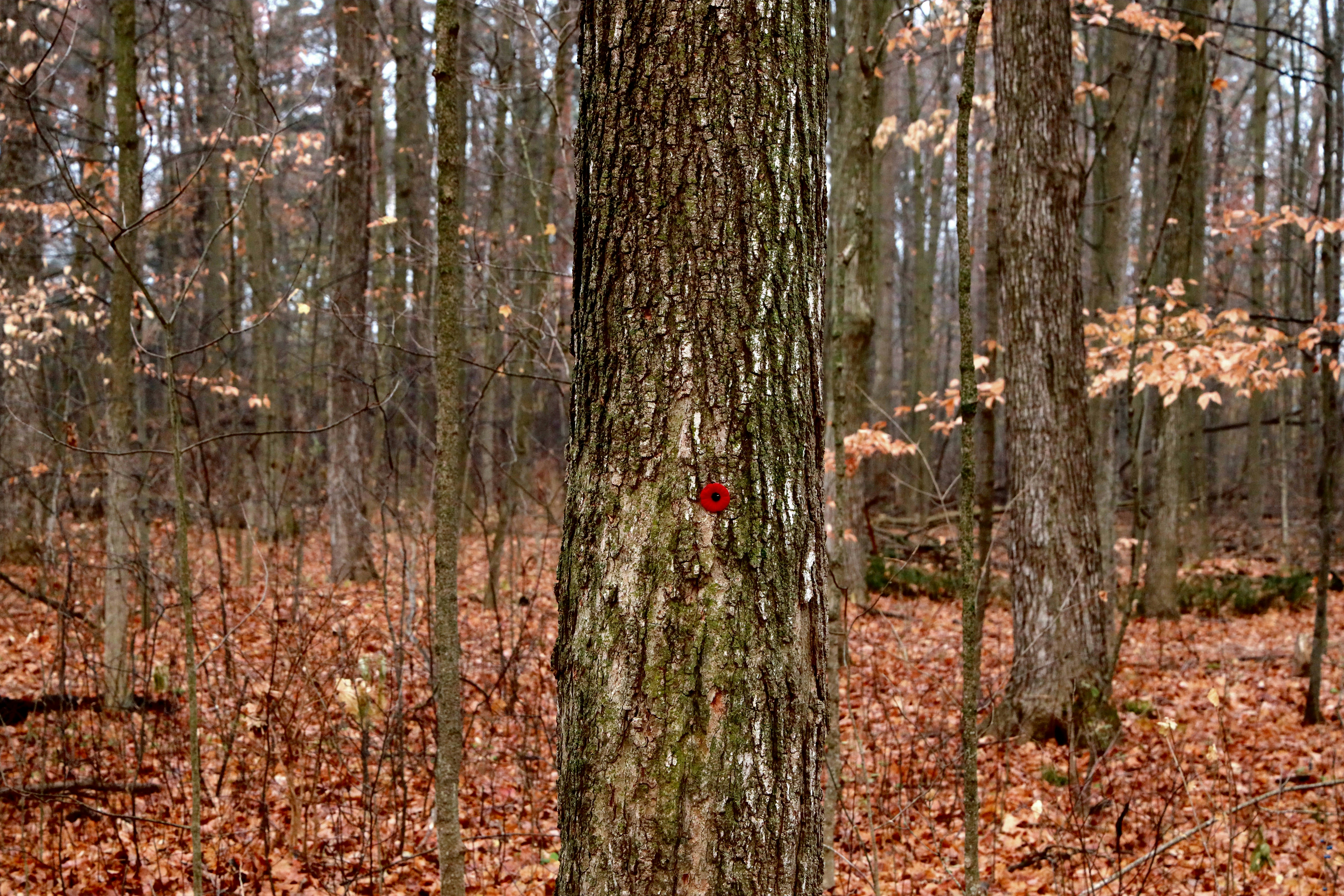 Photo by richardworks