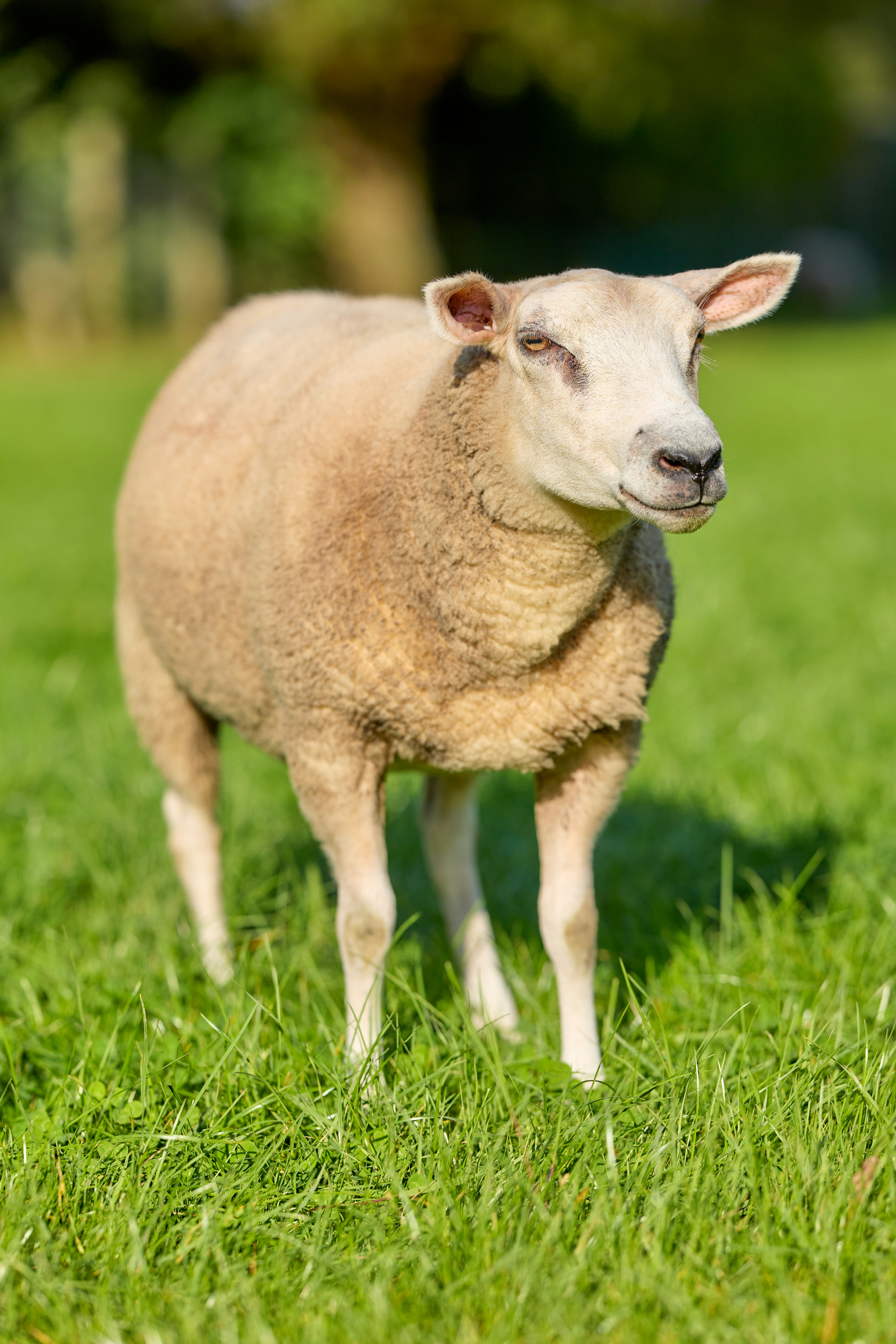 Photo by erwinbosman