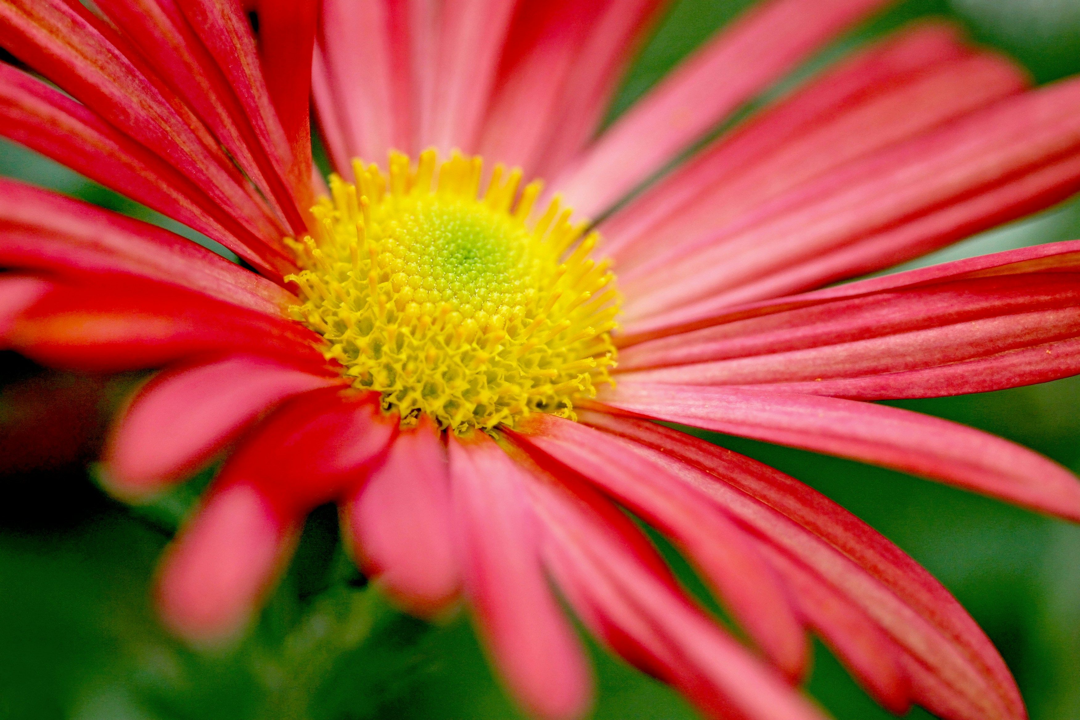 Photo by john_cardamone