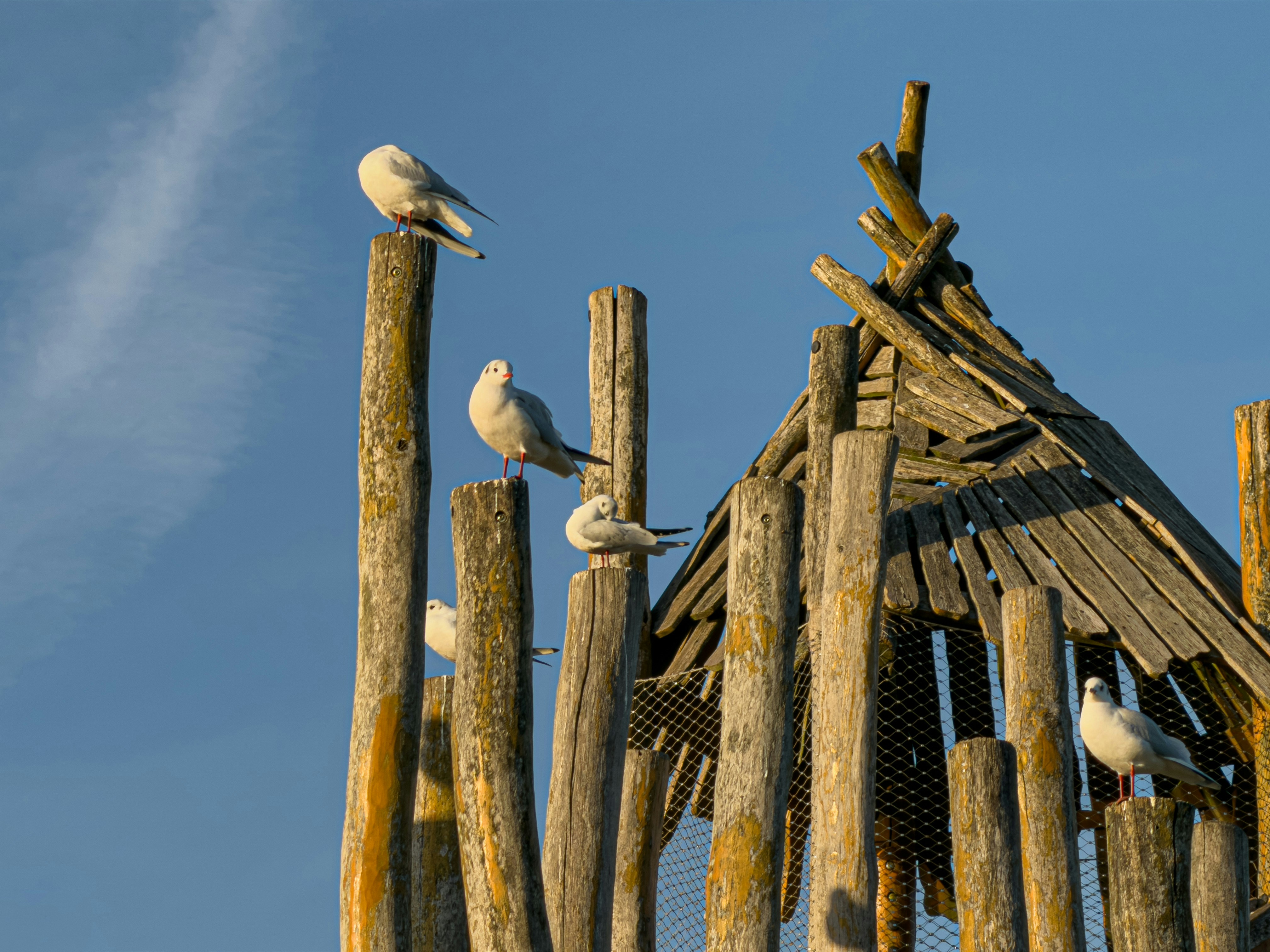 Photo by brett_jordan