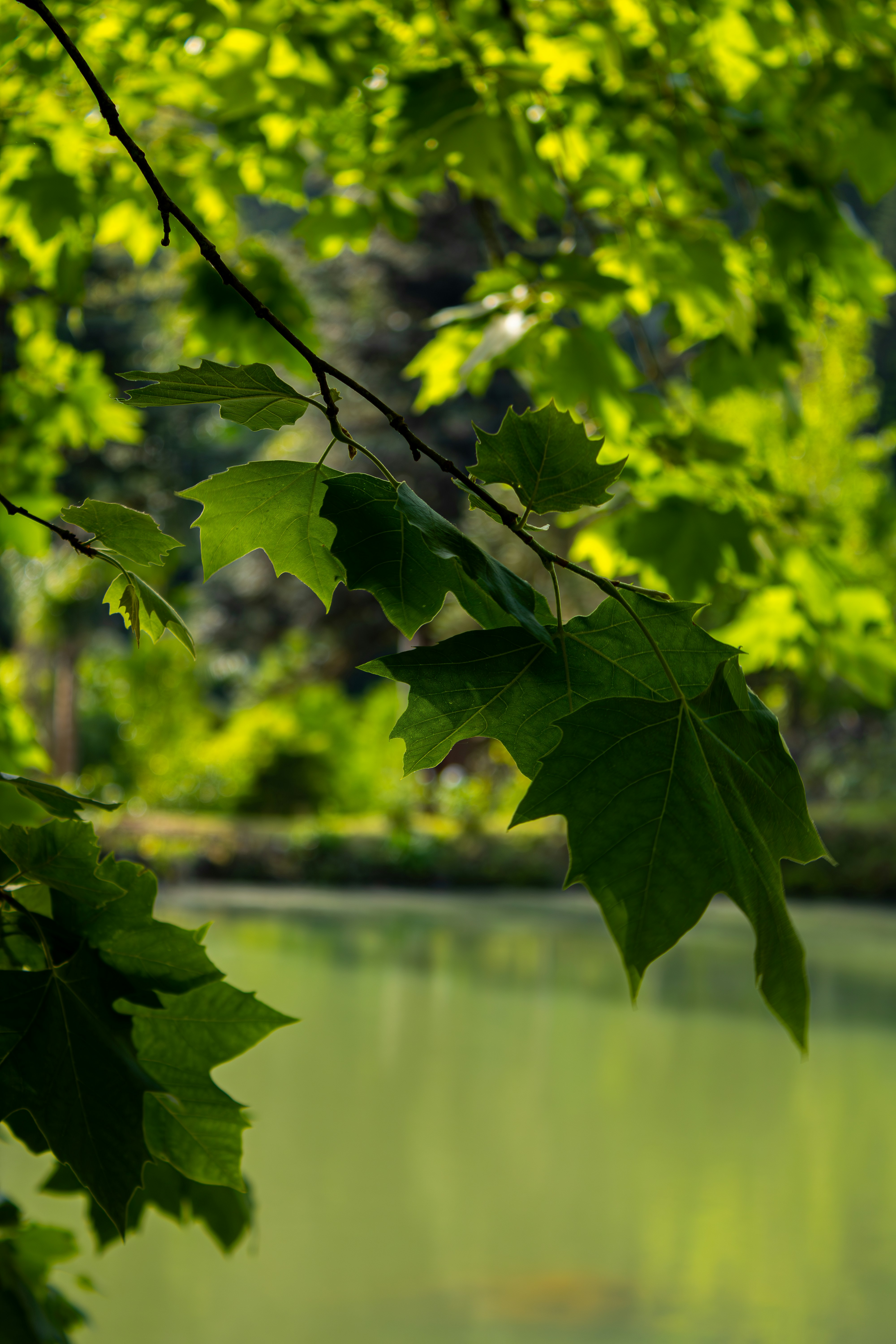 Photo by lerossiphotos