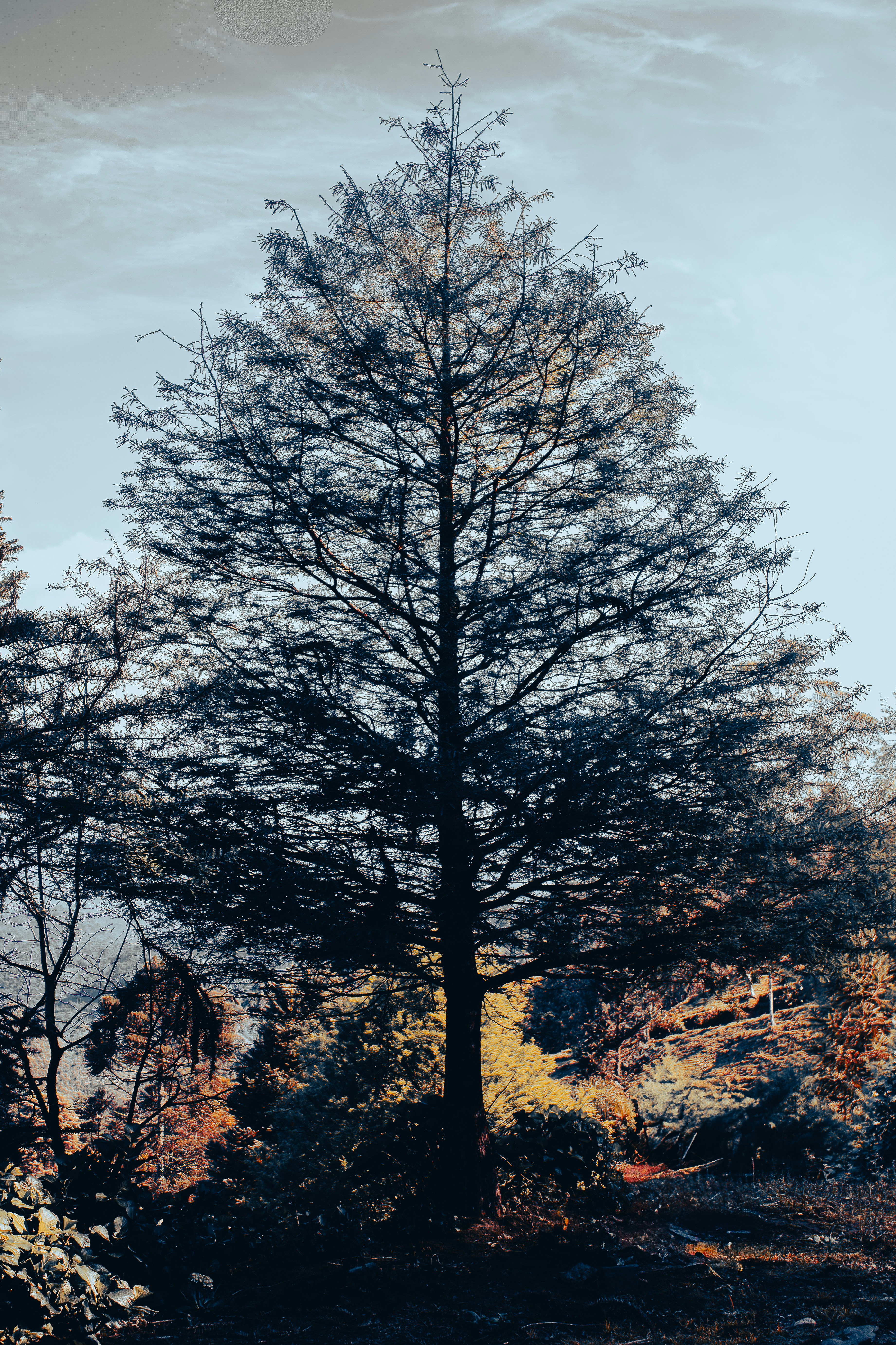 Photo by lerossiphotos