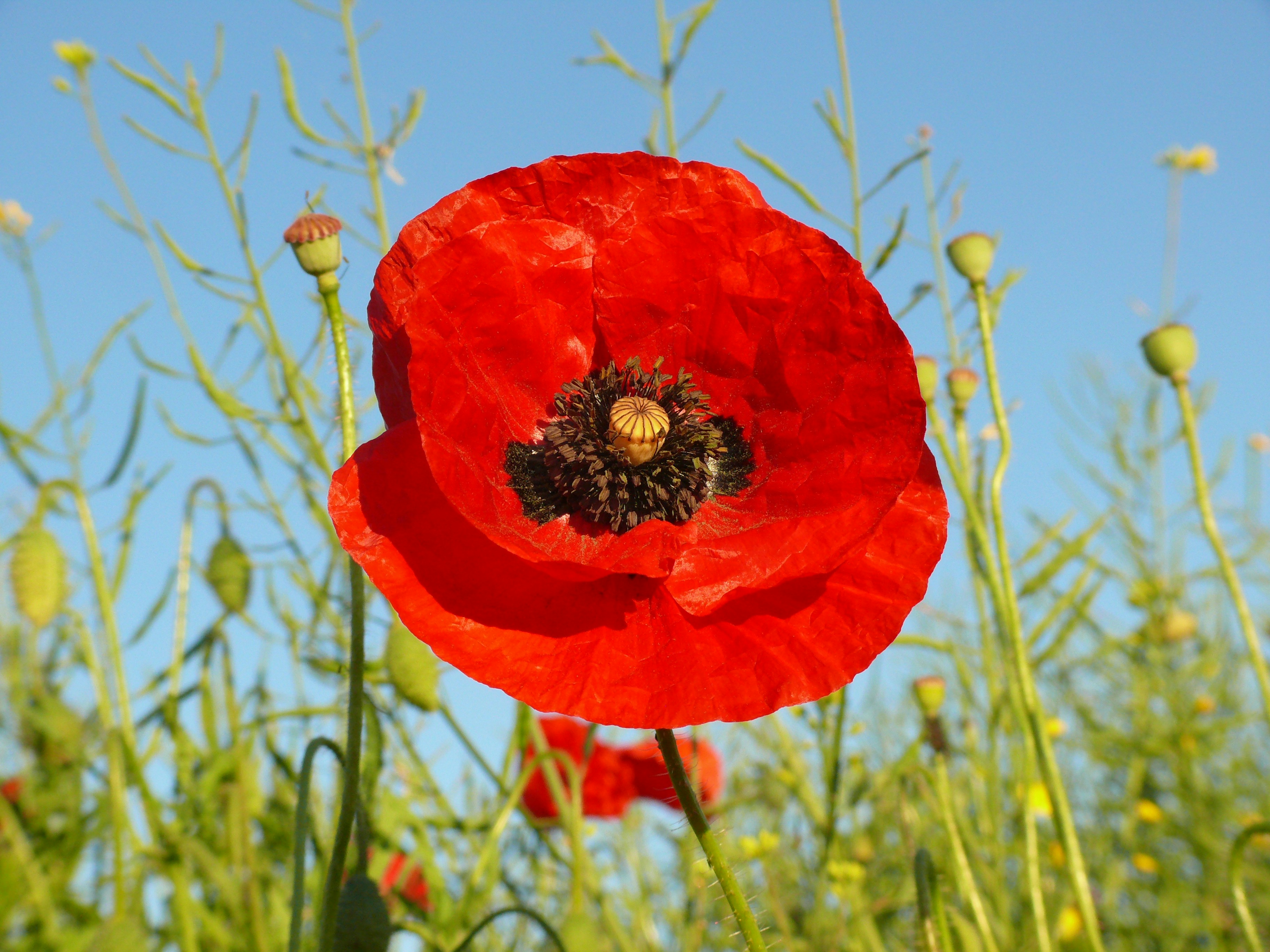 Photo by nikodemus777