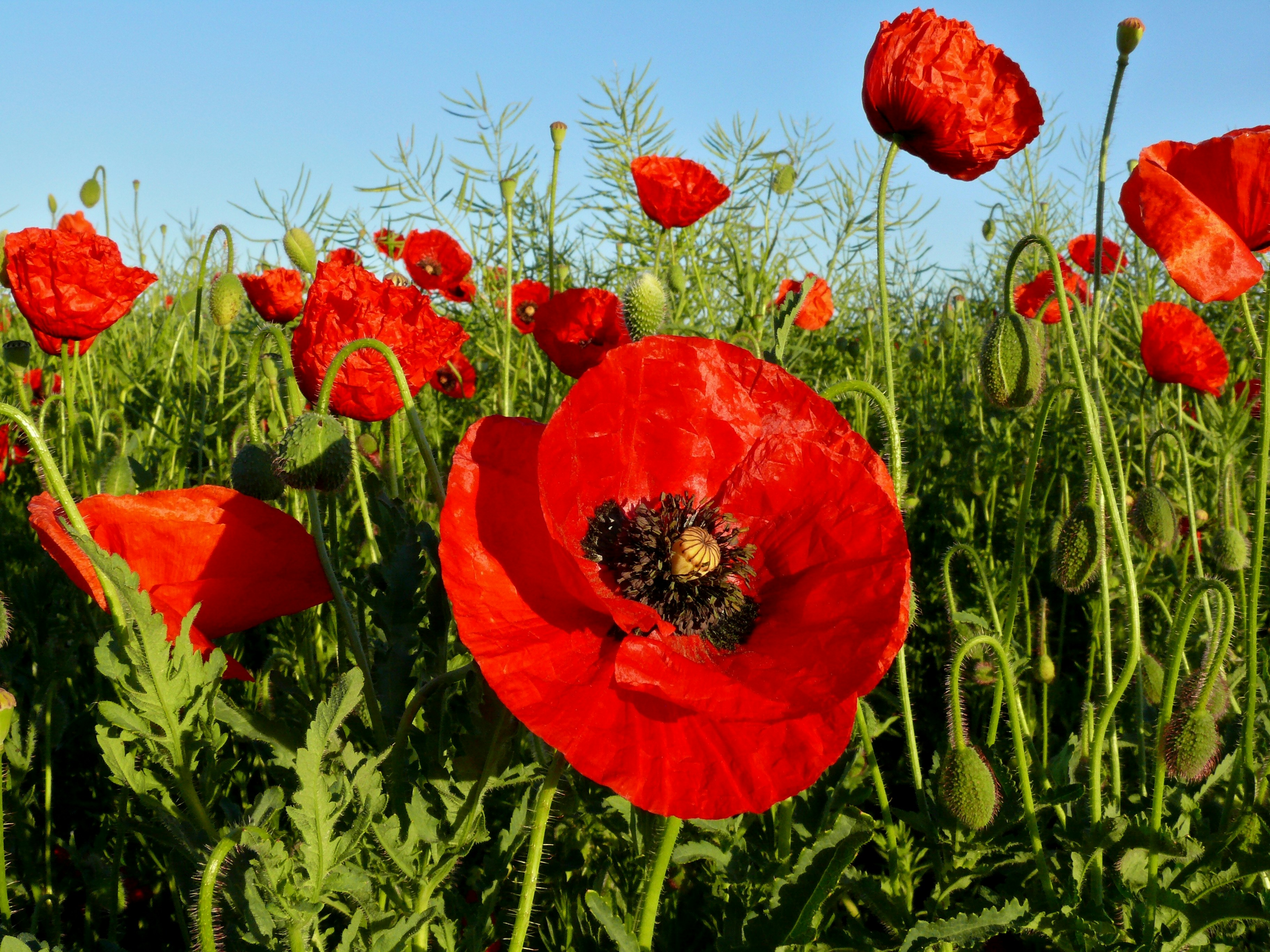 Photo by nikodemus777