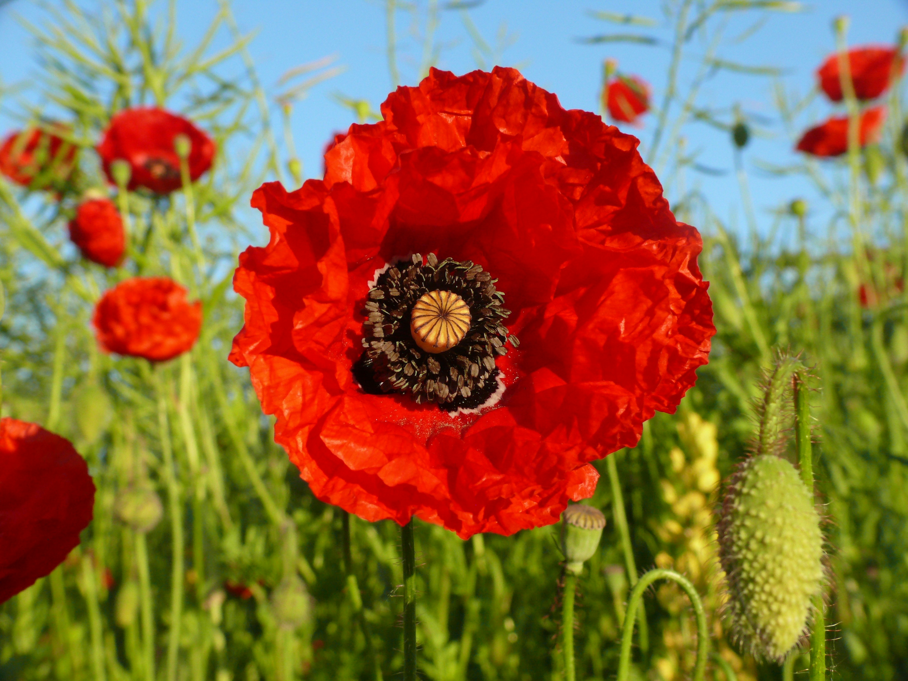 Photo by nikodemus777