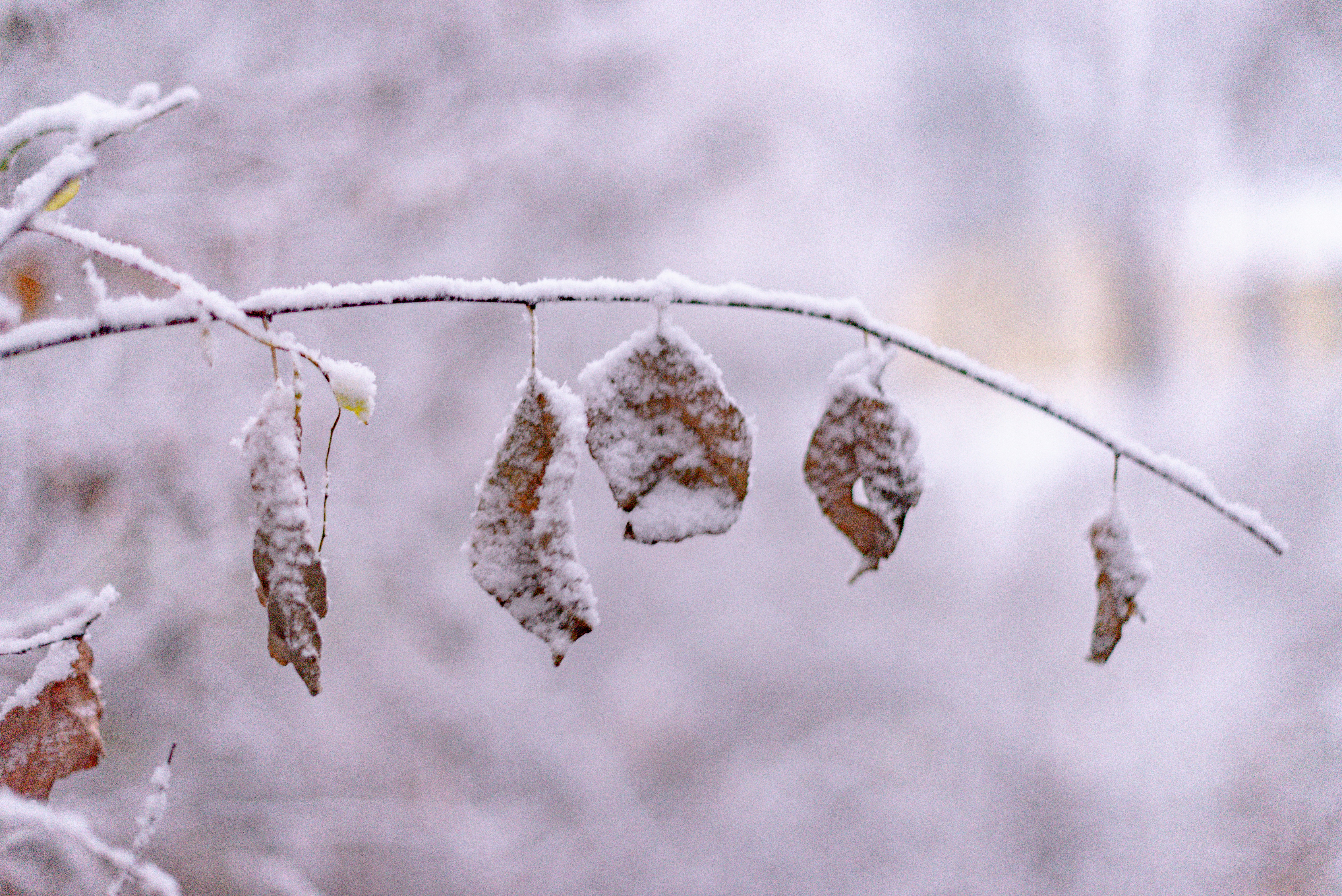 THE RISE UP PROJECT's image