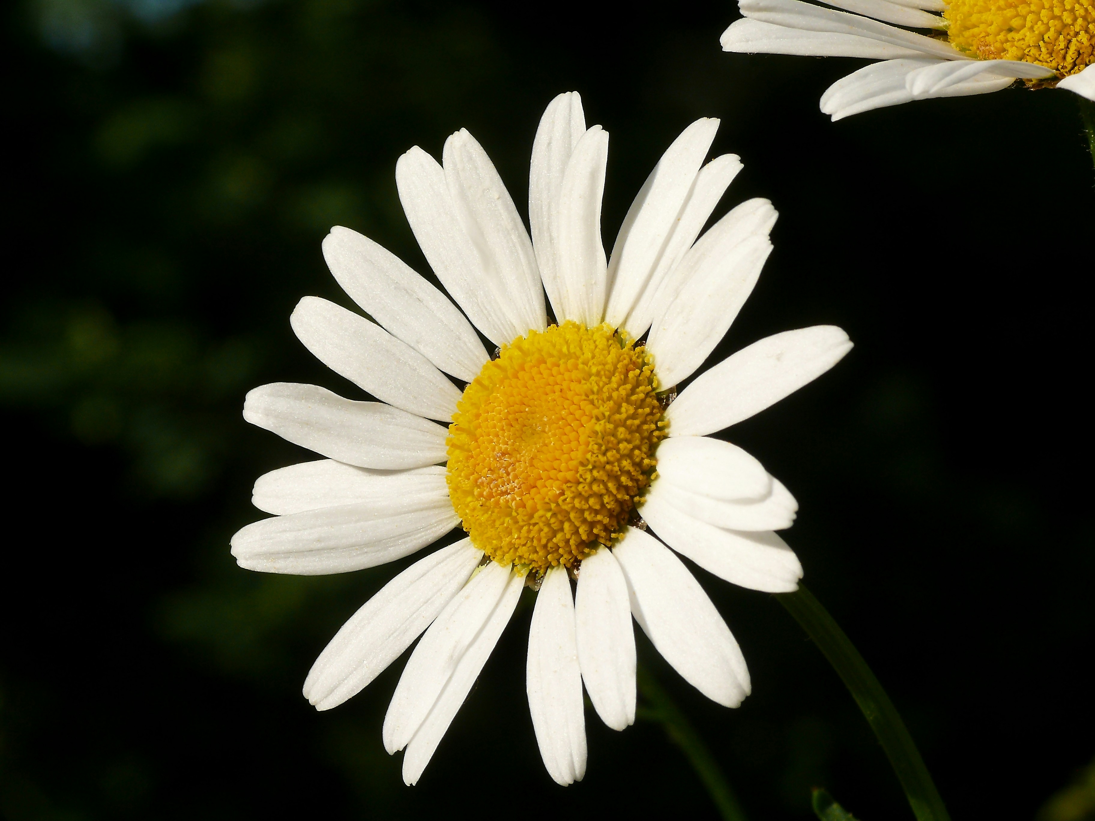 Photo by nikodemus777