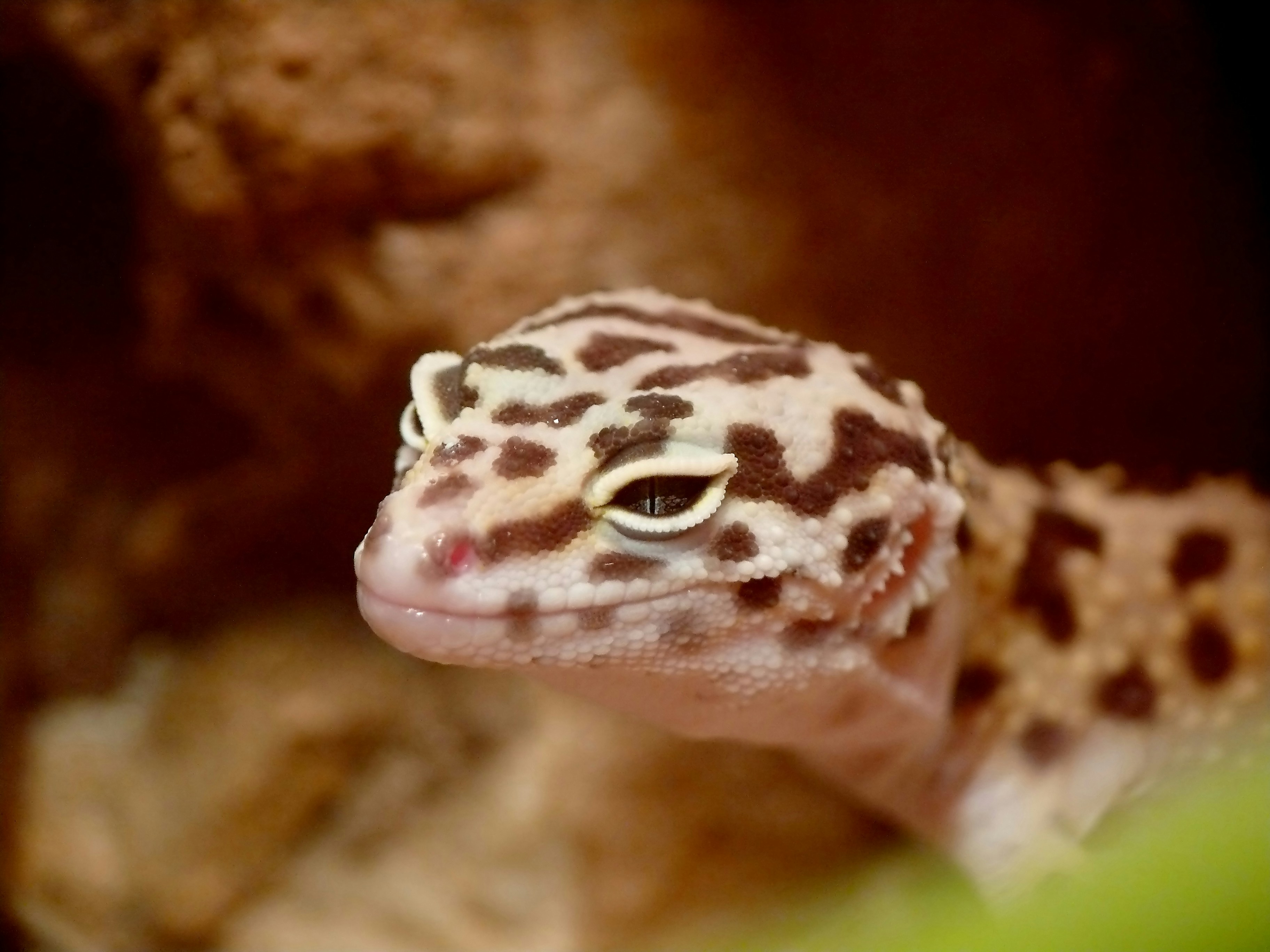 A leopard gecko with brown spots on its body.