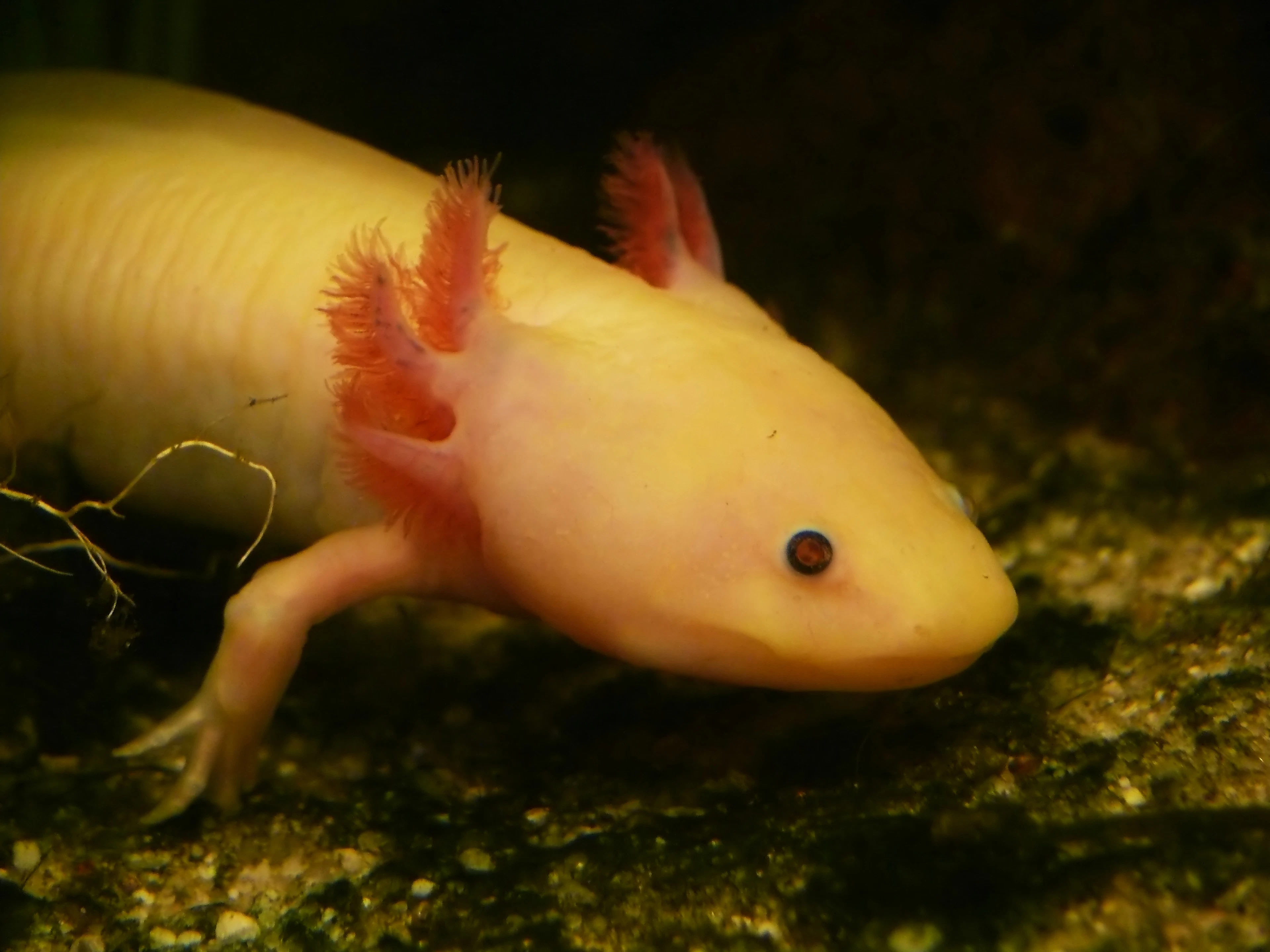 Golden axolotl in an aquarium