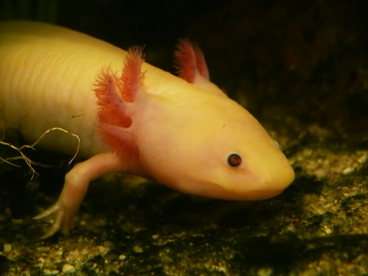 Axolotls