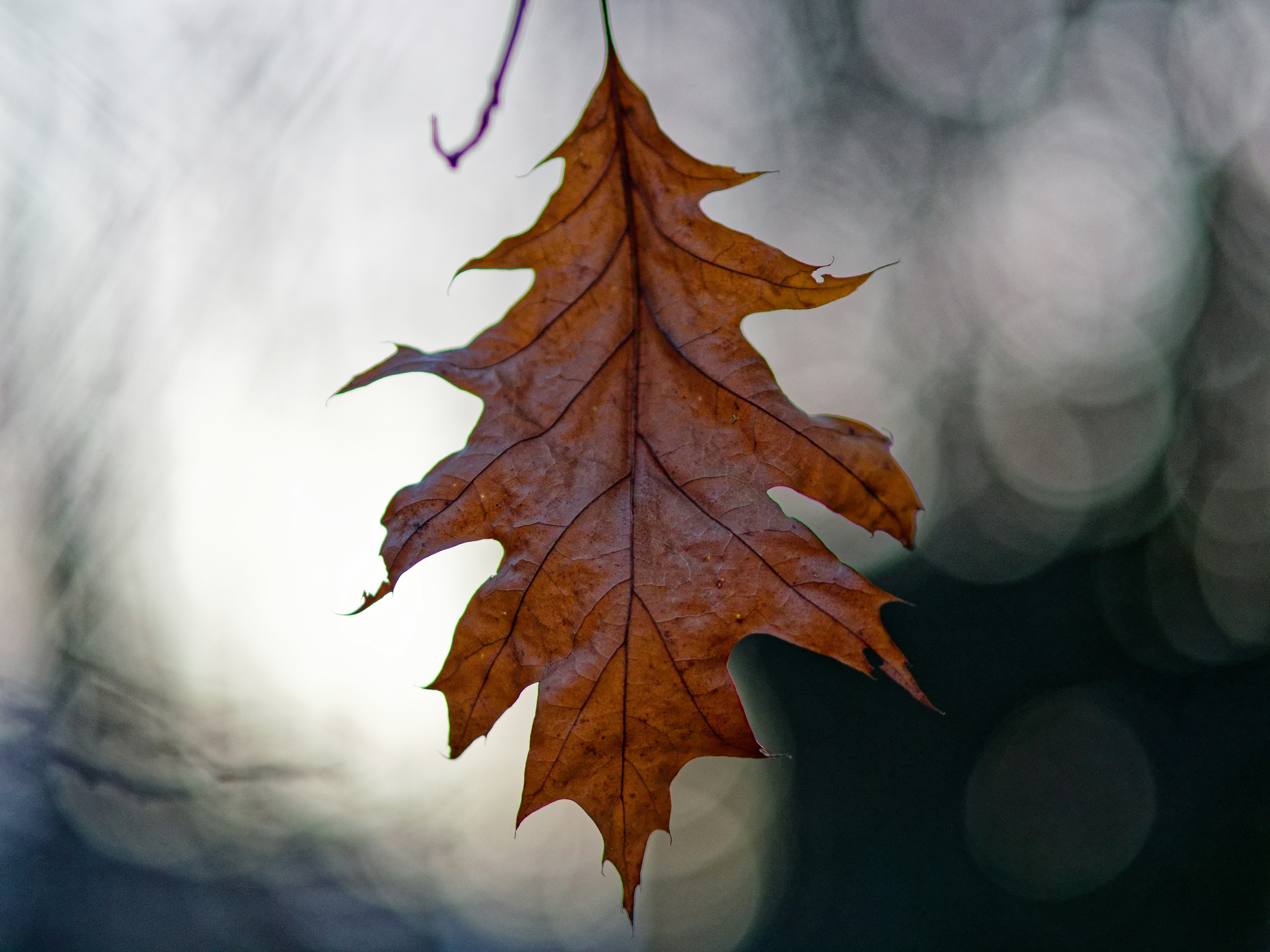 Photo by schneiderhenry