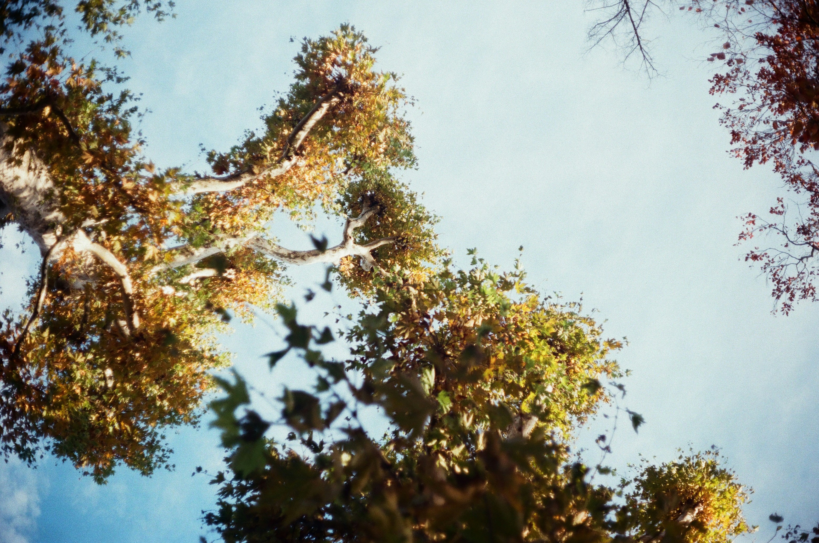 Ich blicke zu den Herbstbäumen gegen einen klaren Himmel hinauf