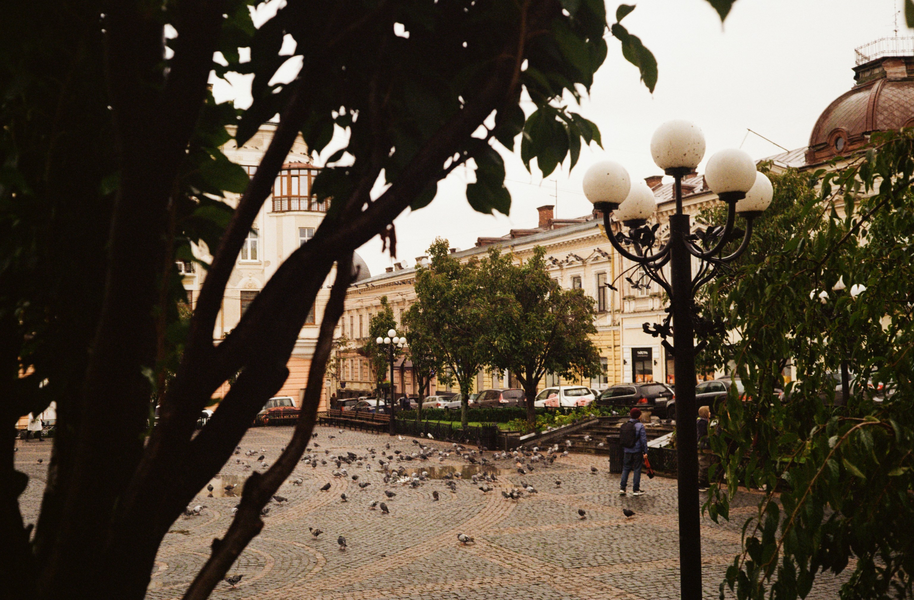 Tauben versammeln sich auf einem europäischen Marktplatz.