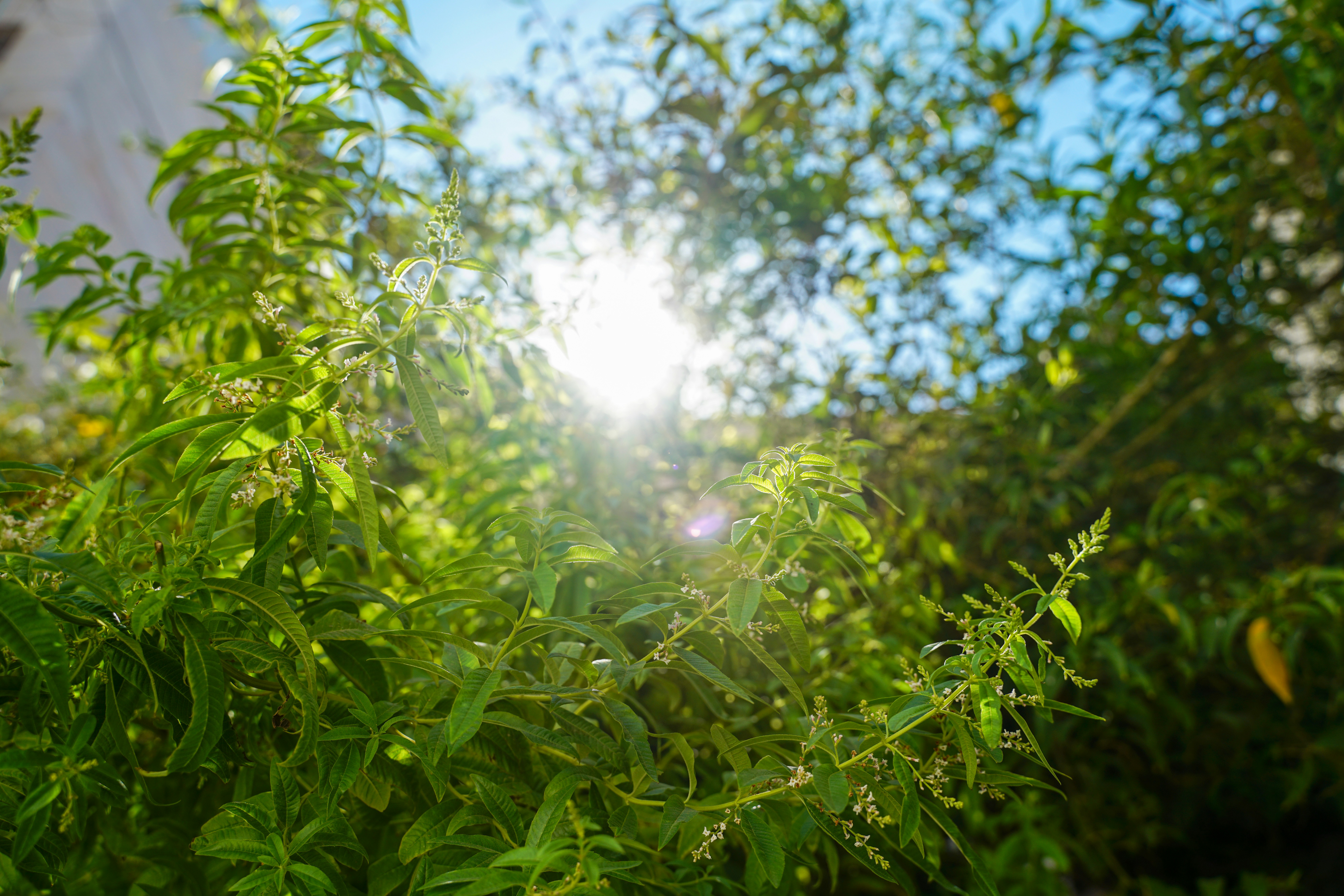 Strain Picks for Energy Creativity Socializing and Focus