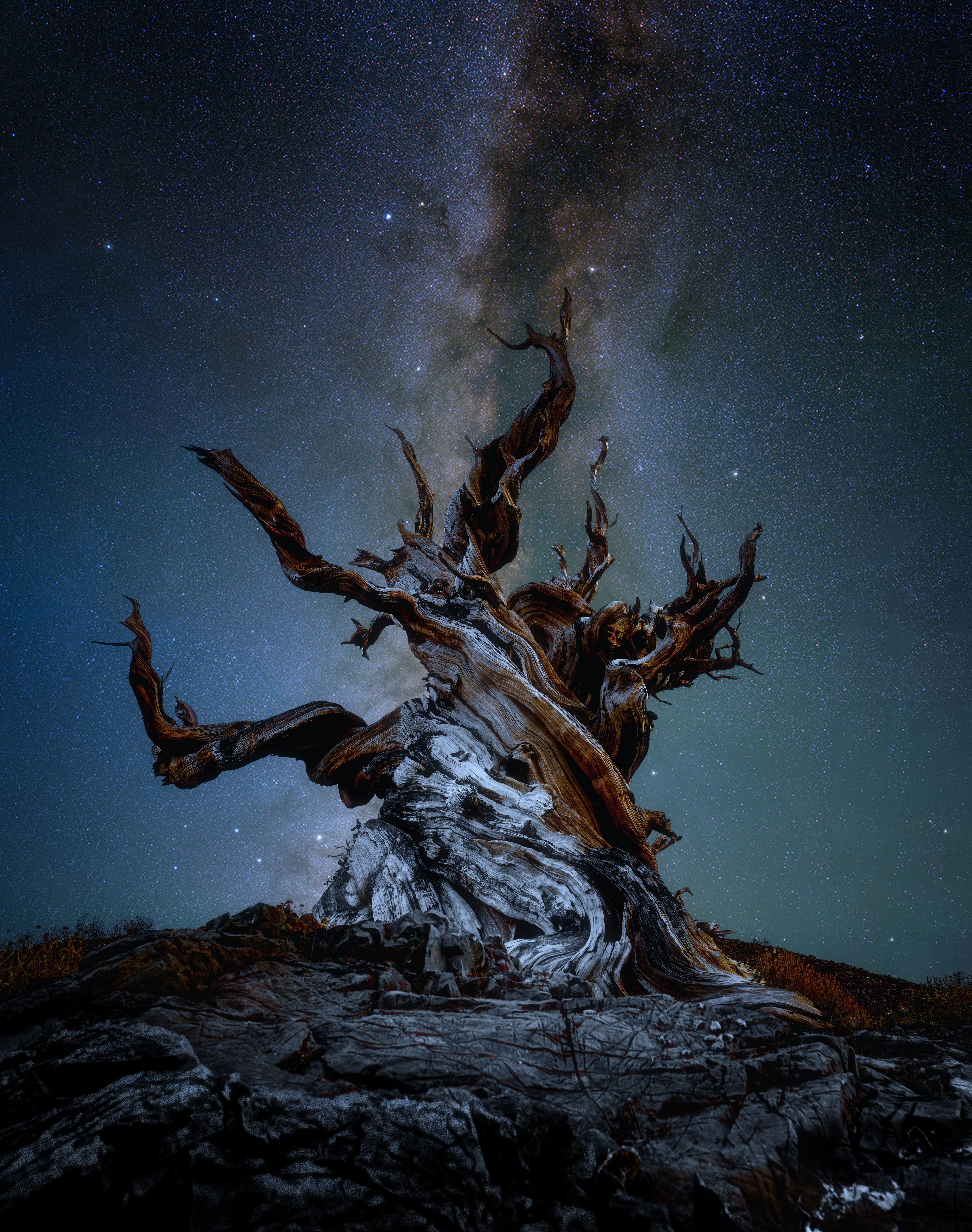 Ancient gnarled tree under a starry night sky