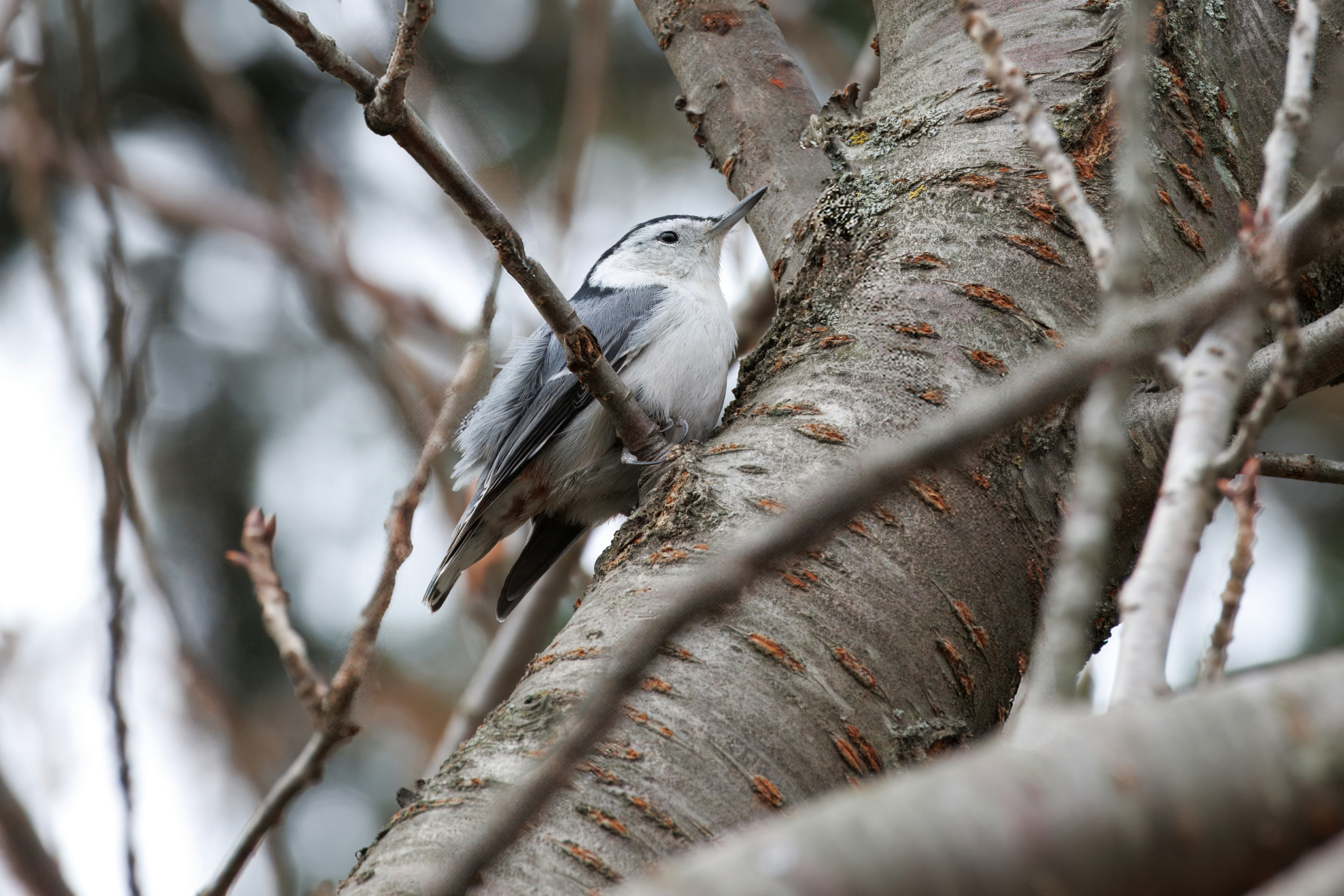 Photo by nickgodfrey