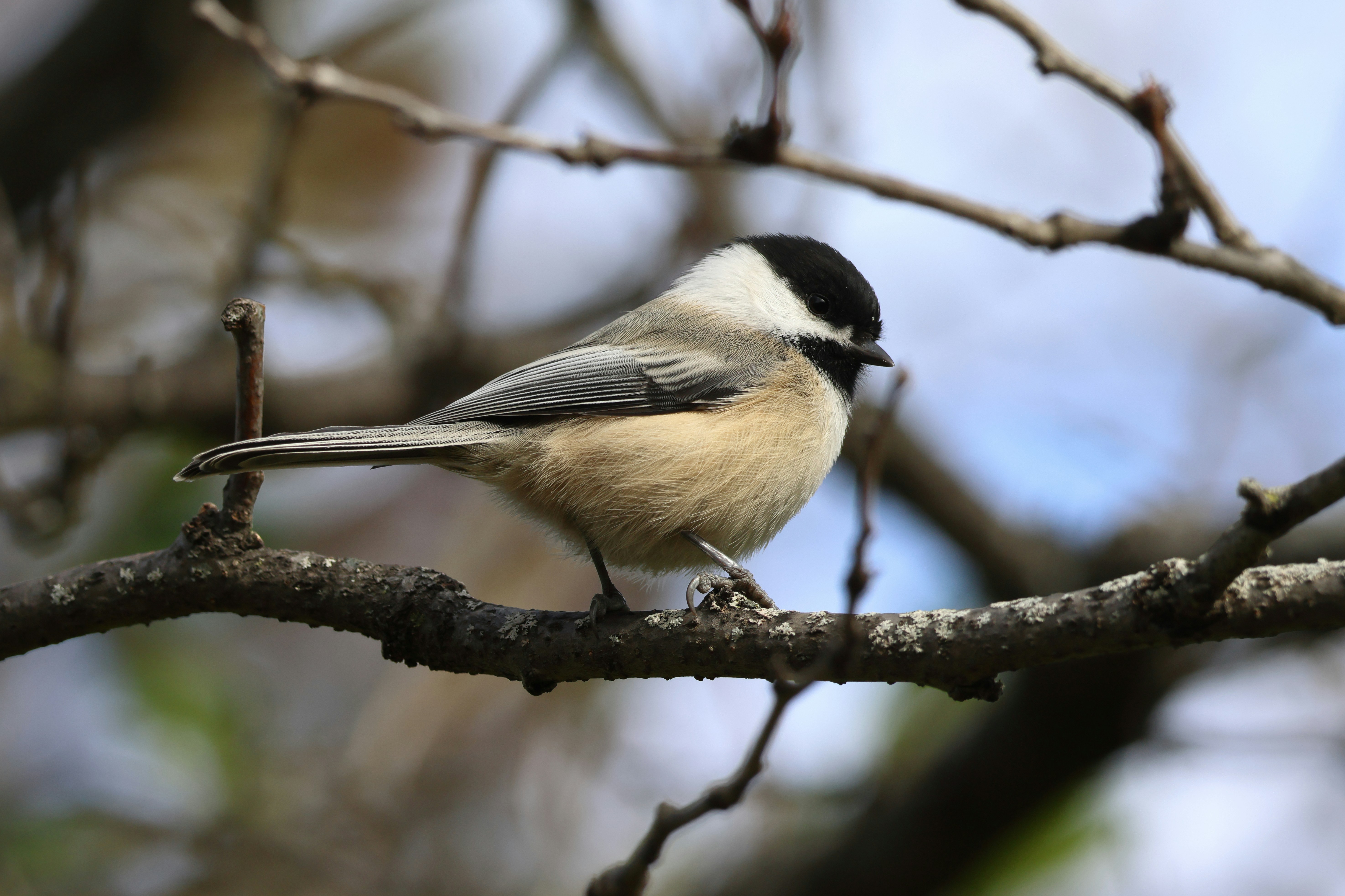 Photo by nickgodfrey