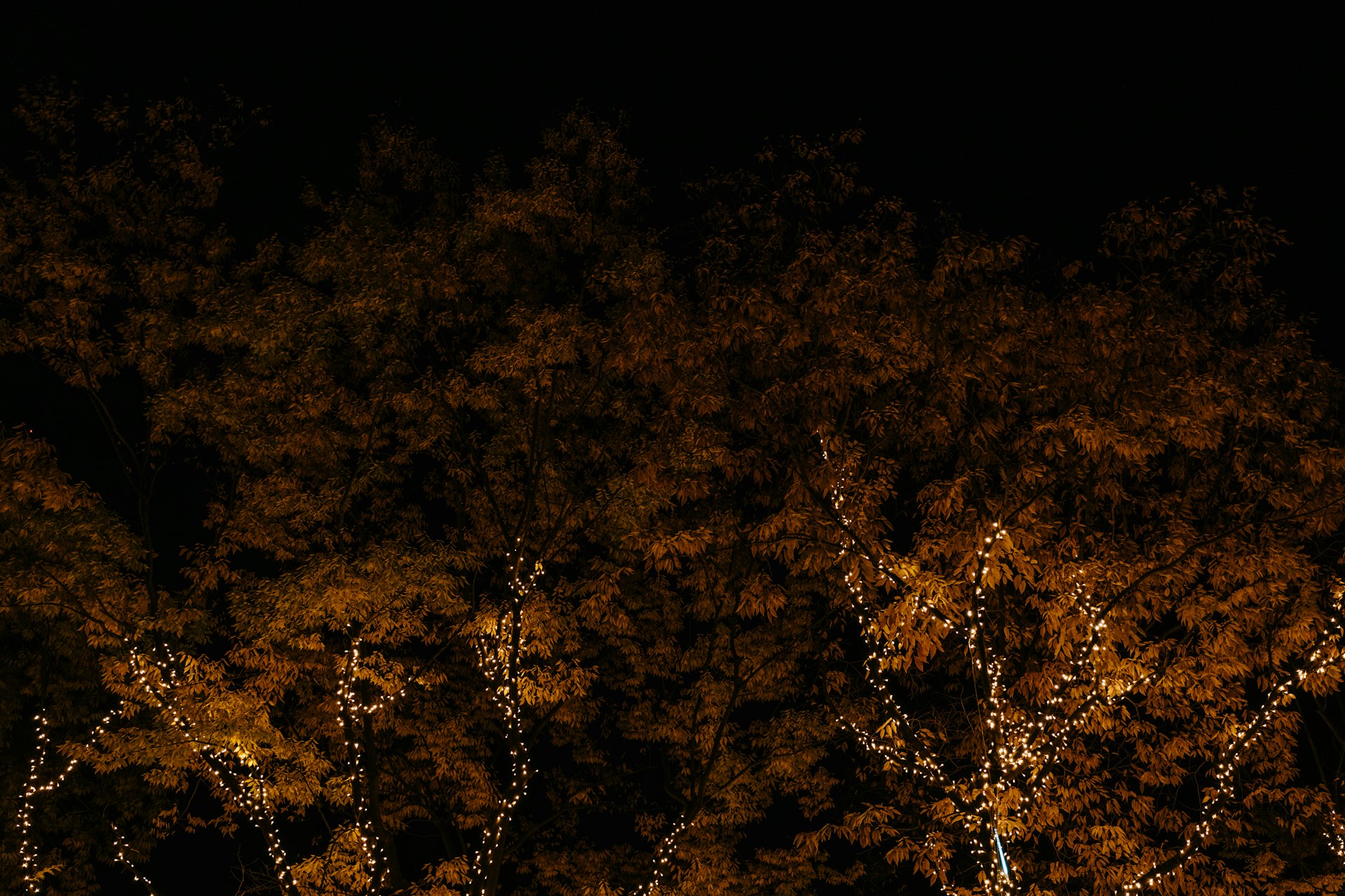 Trees decorated with white lights at night