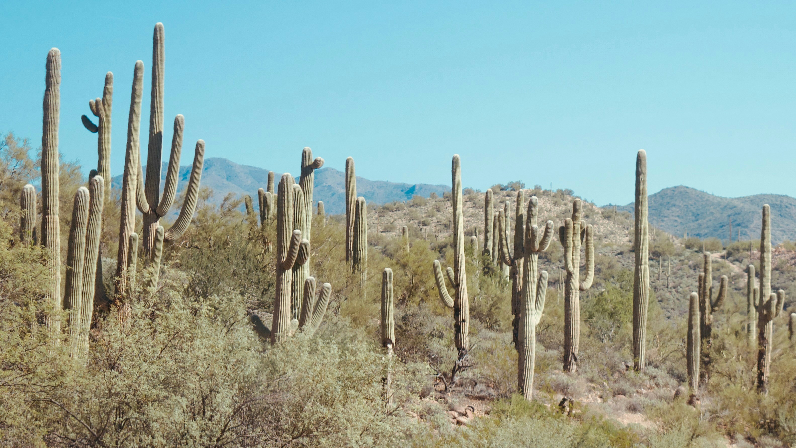 Navigating Arizona's Hemp and THCA Legal Landscape