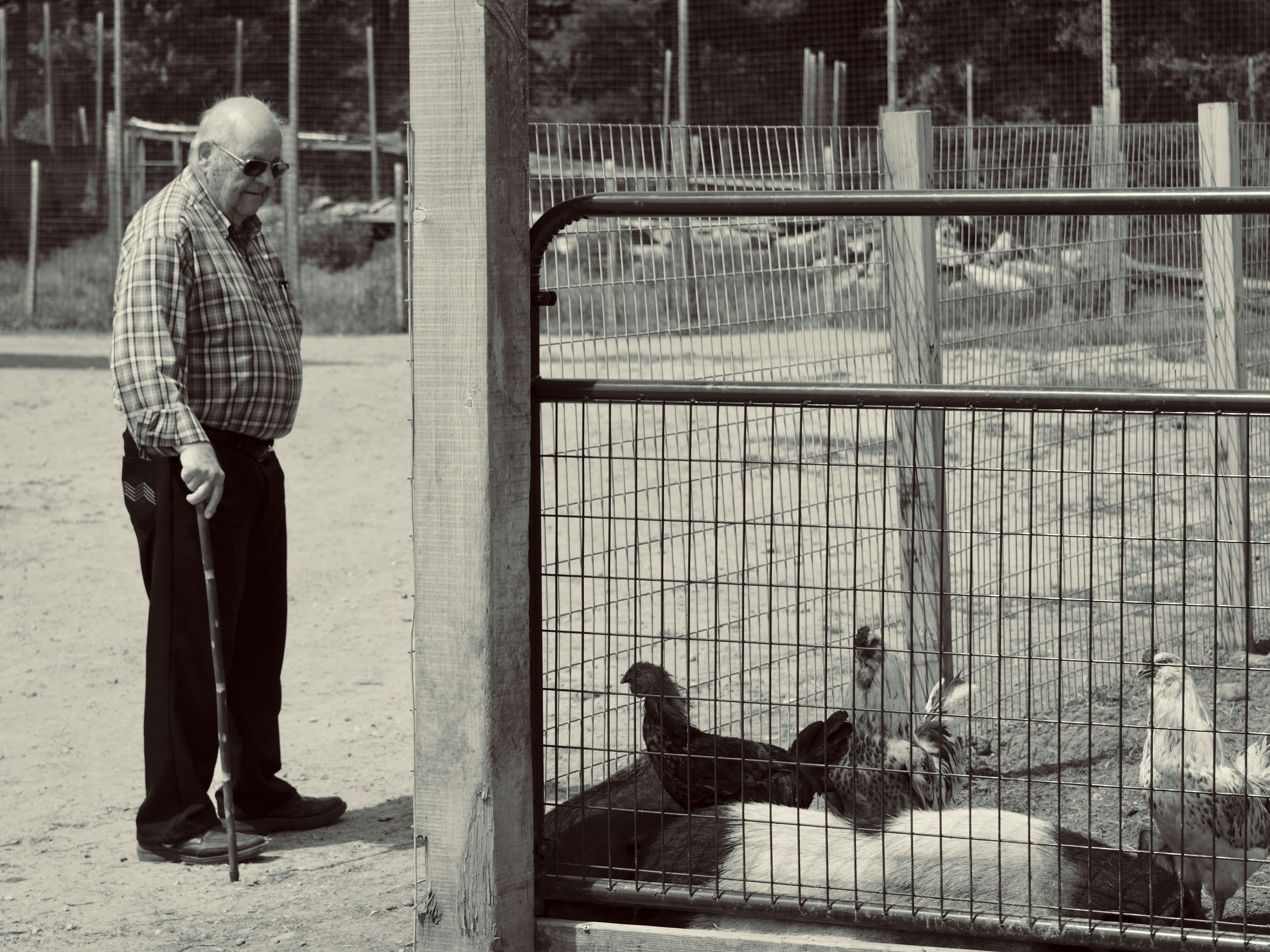 Elderly man with cane watches chickens in pen