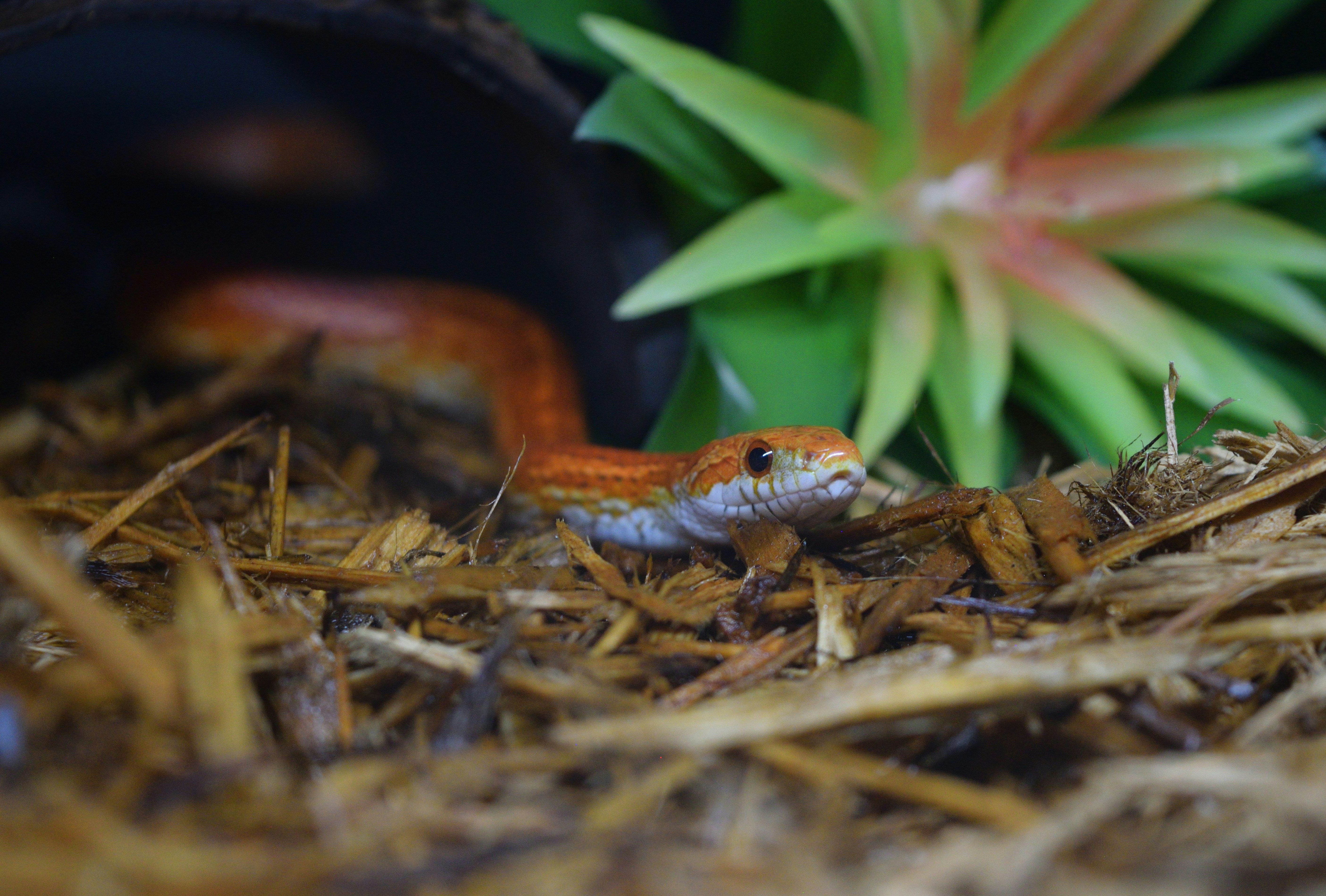 A small orange snake peeks out from a dark opening.