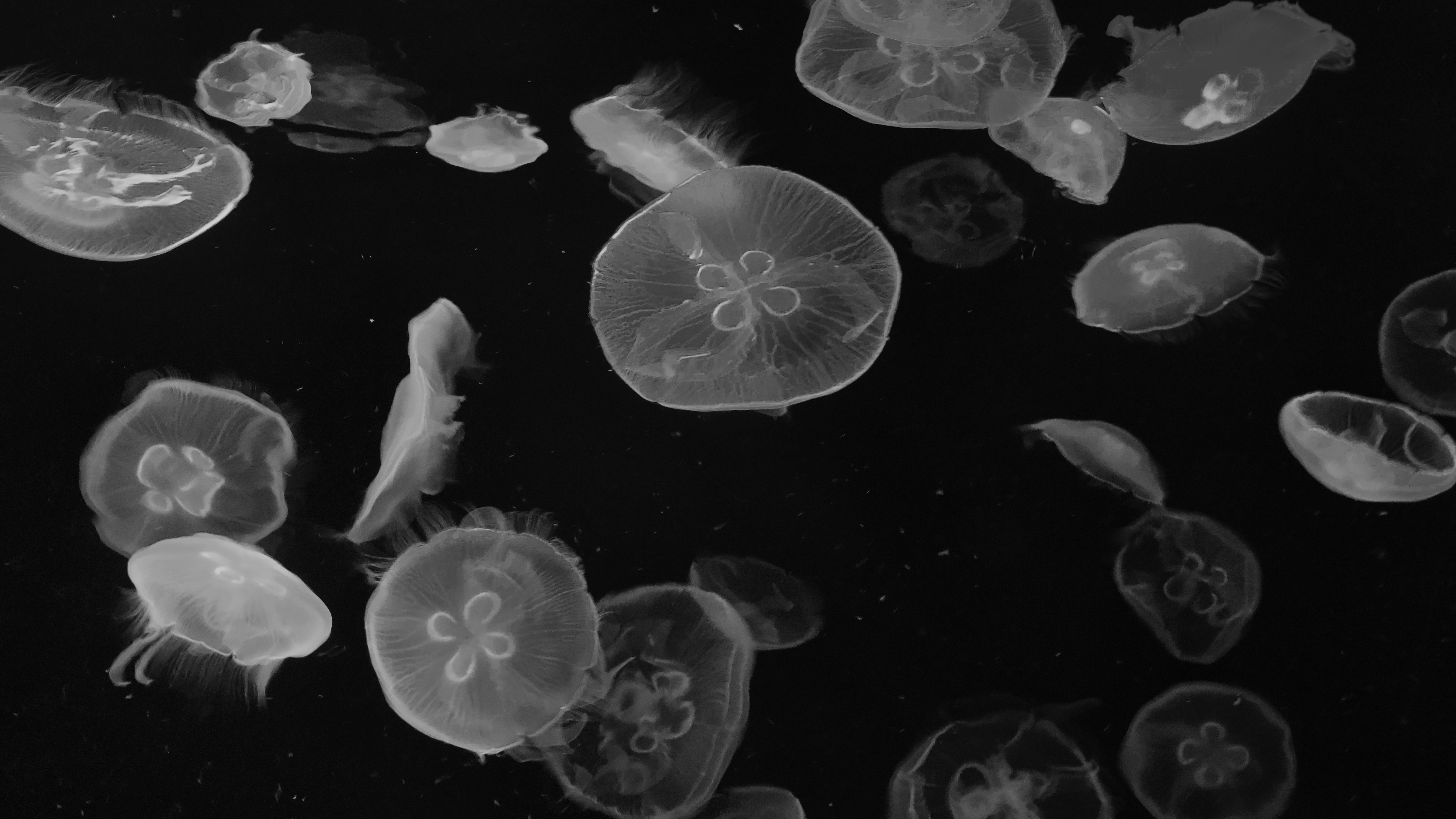 A group of translucent jellyfish floating in dark water.