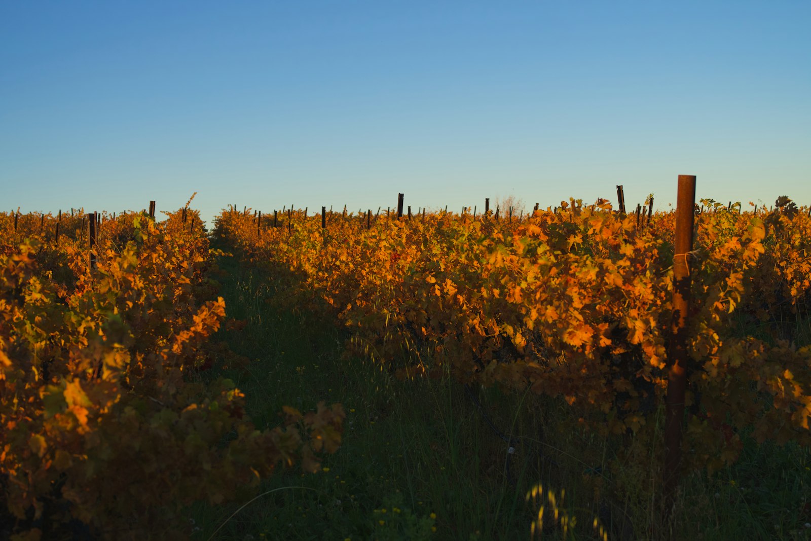 Rangées de vignes dorées sous un ciel clair