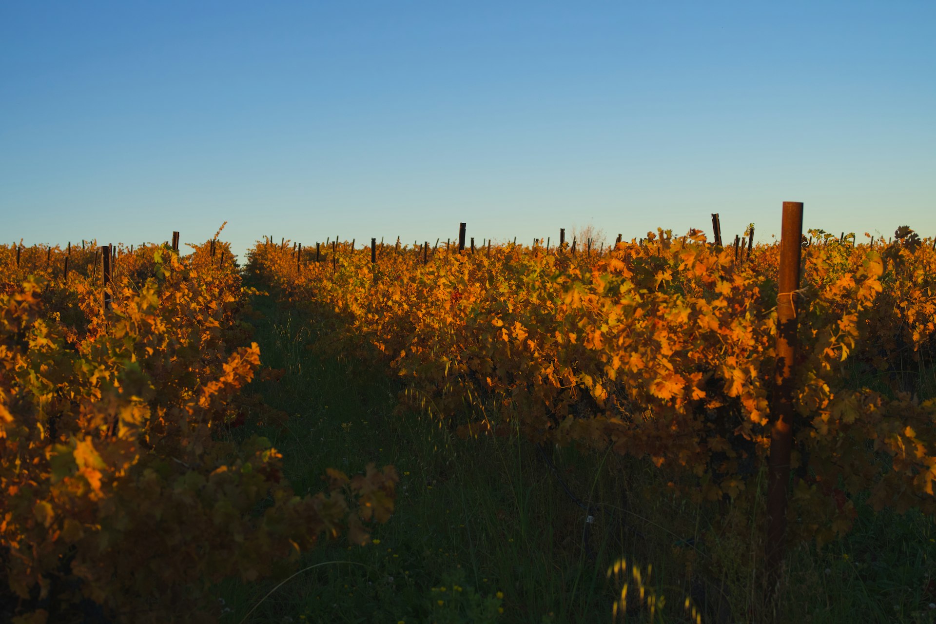 Rheingau Weinberge im Herbst