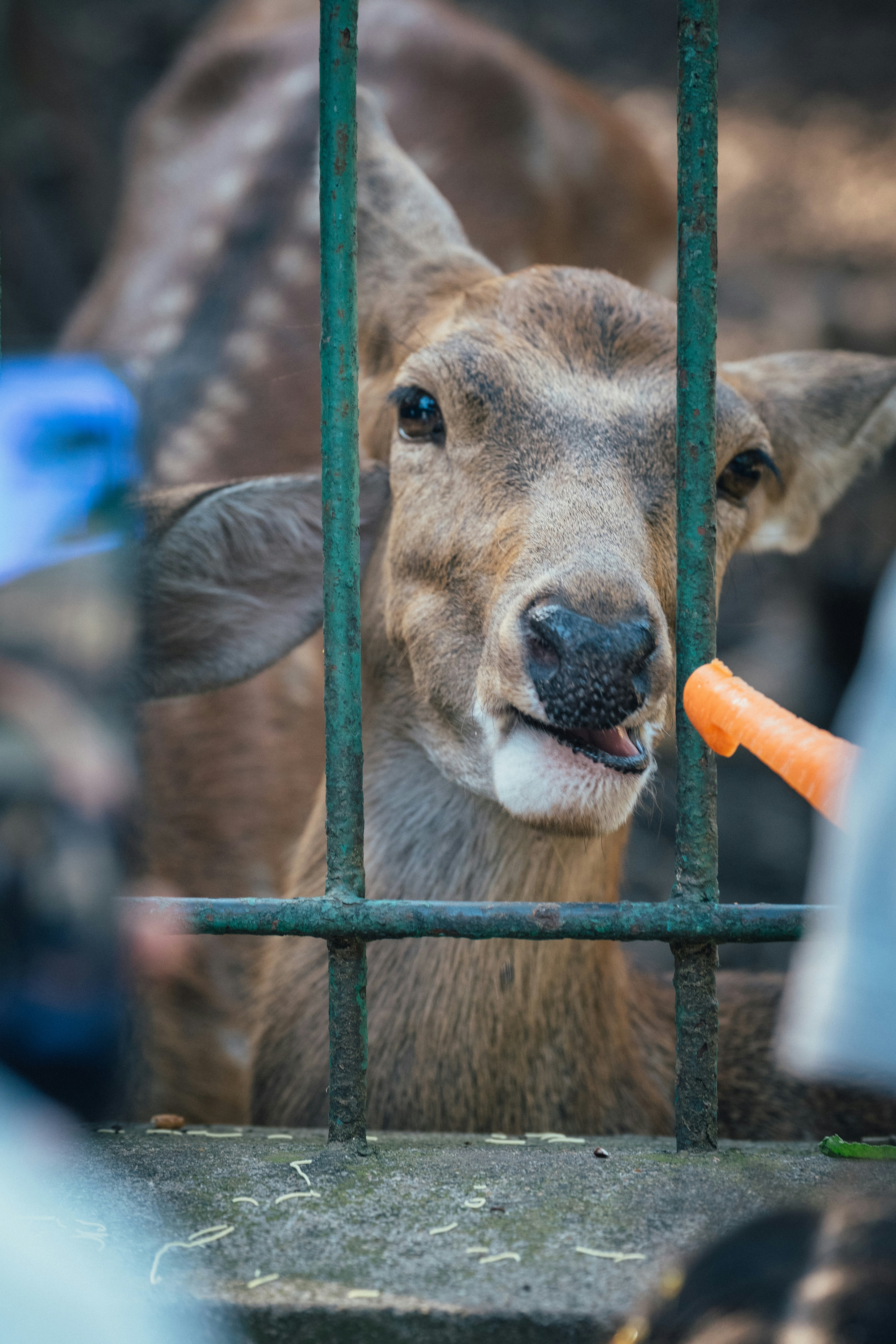 Deer eating a carrot through a fence