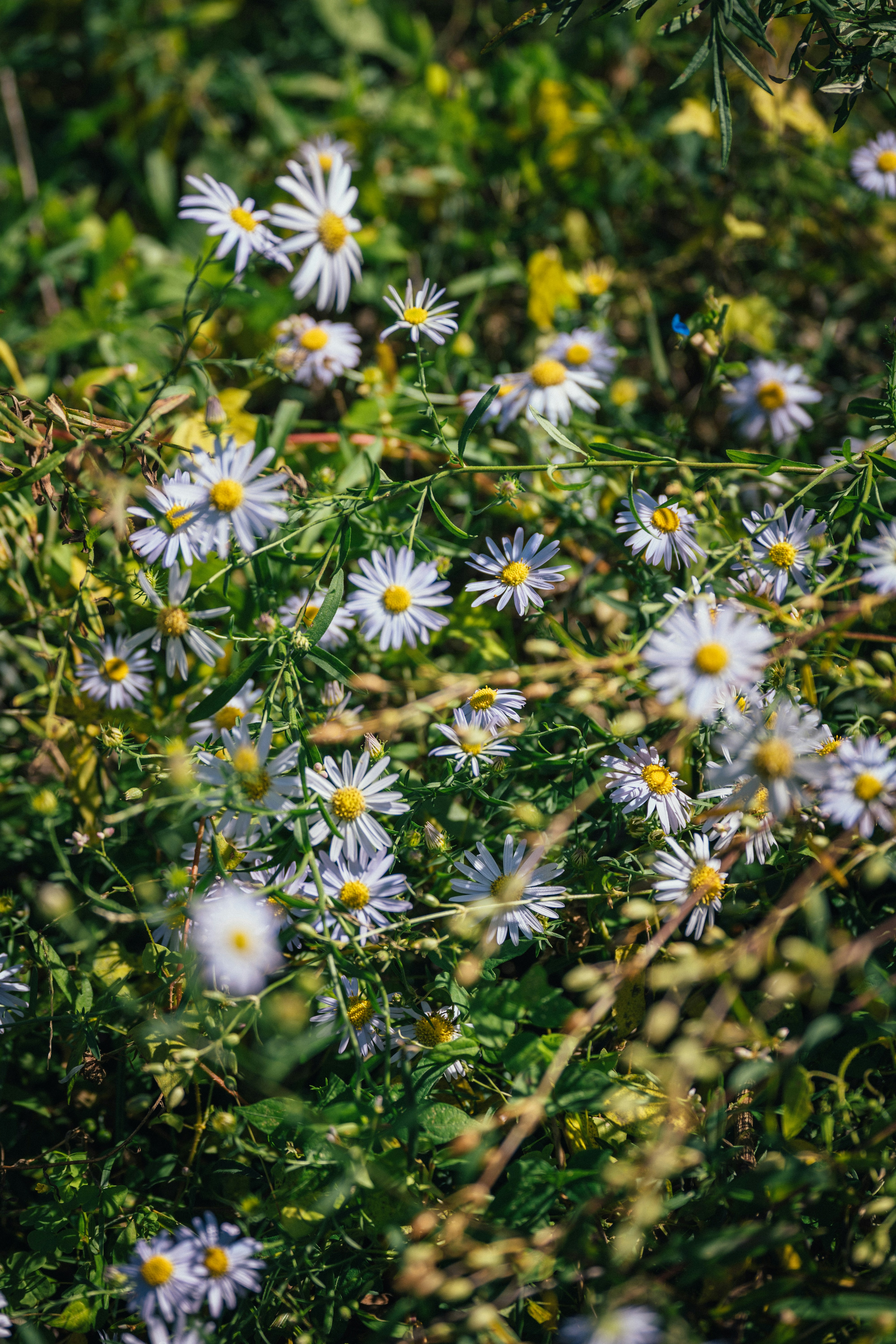 Photo by summerobelisk