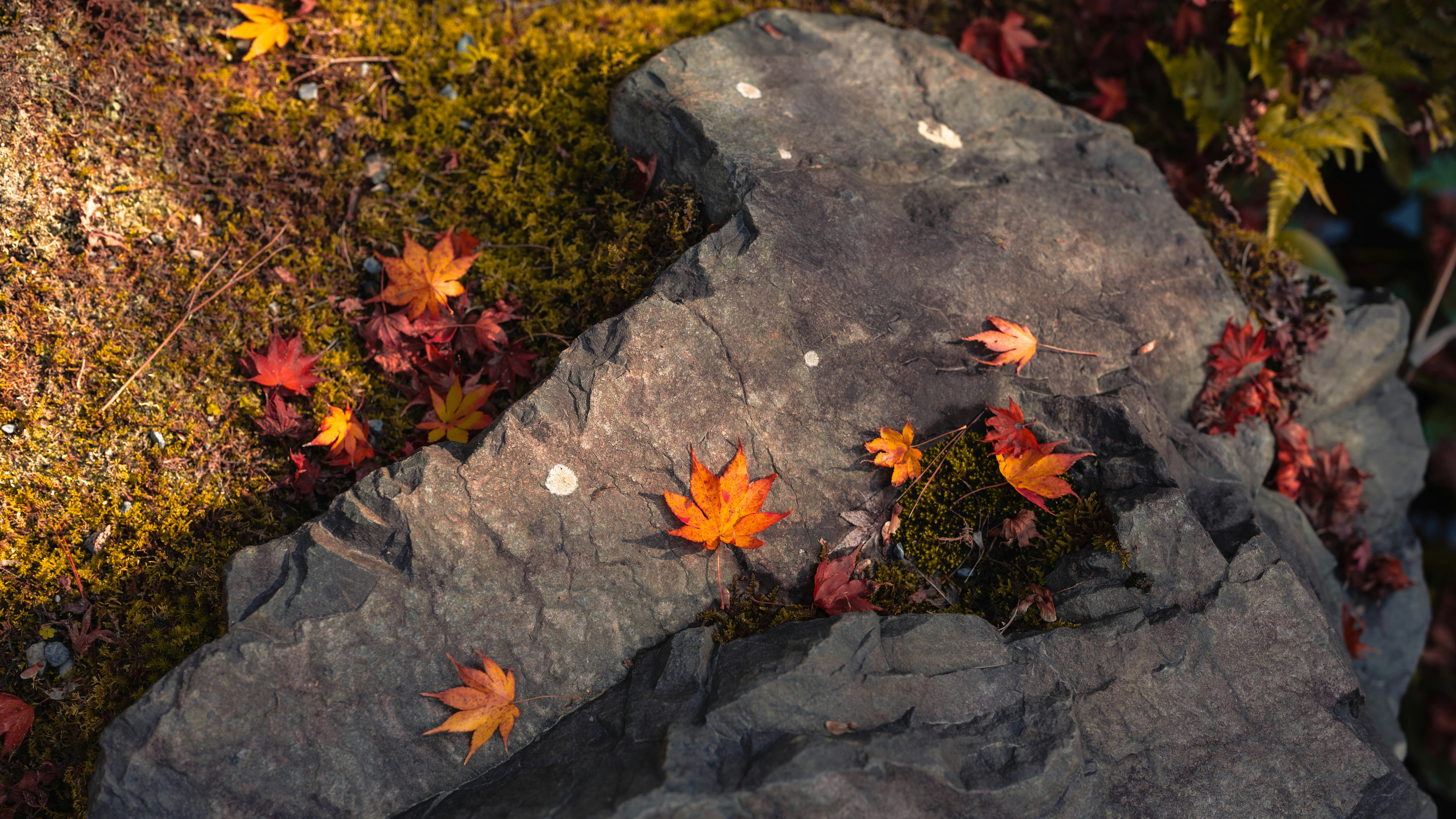 Autumn leaves scattered on a mossy rock.
