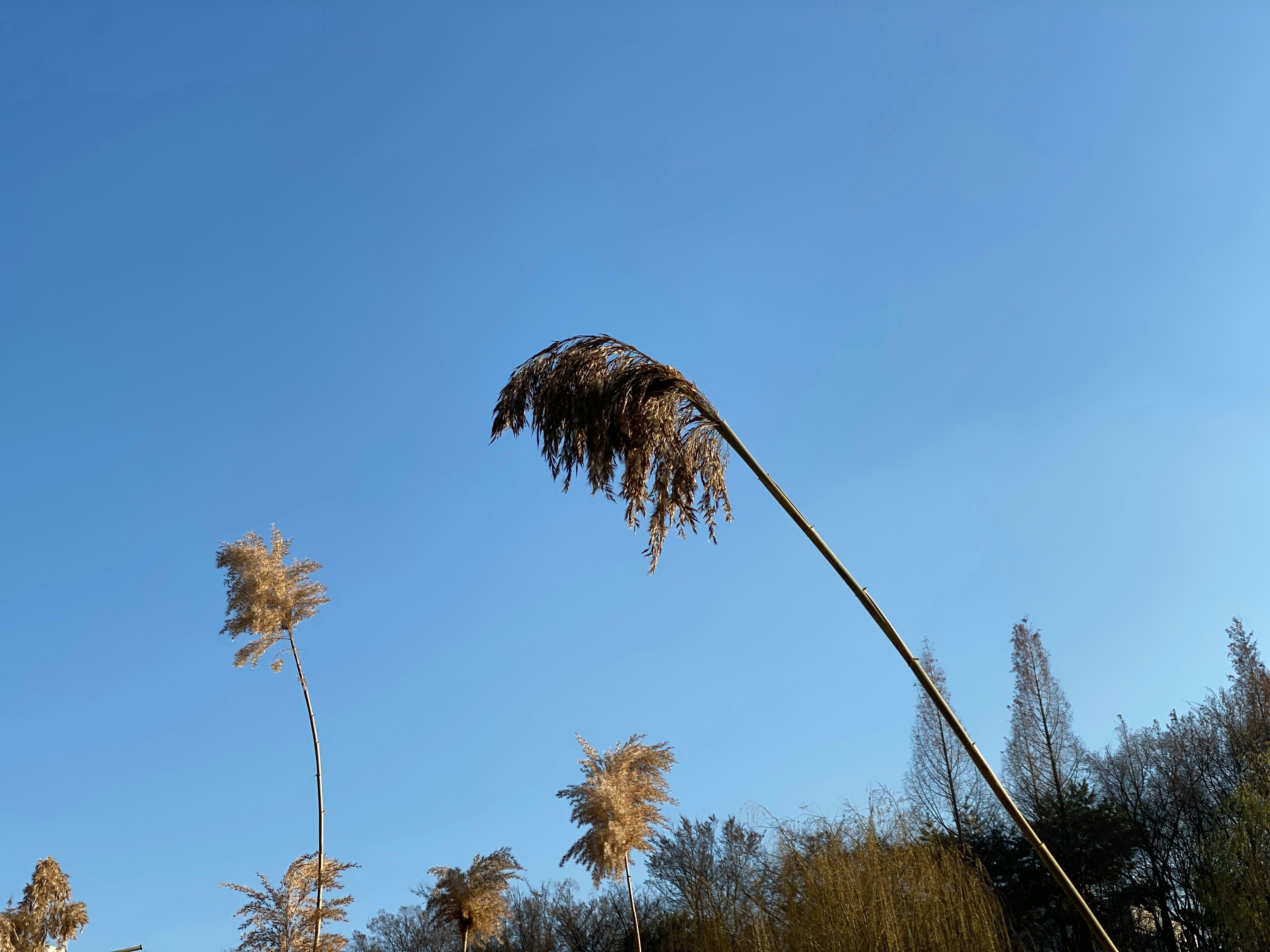 Tall grass plumes sway against a clear blue sky.