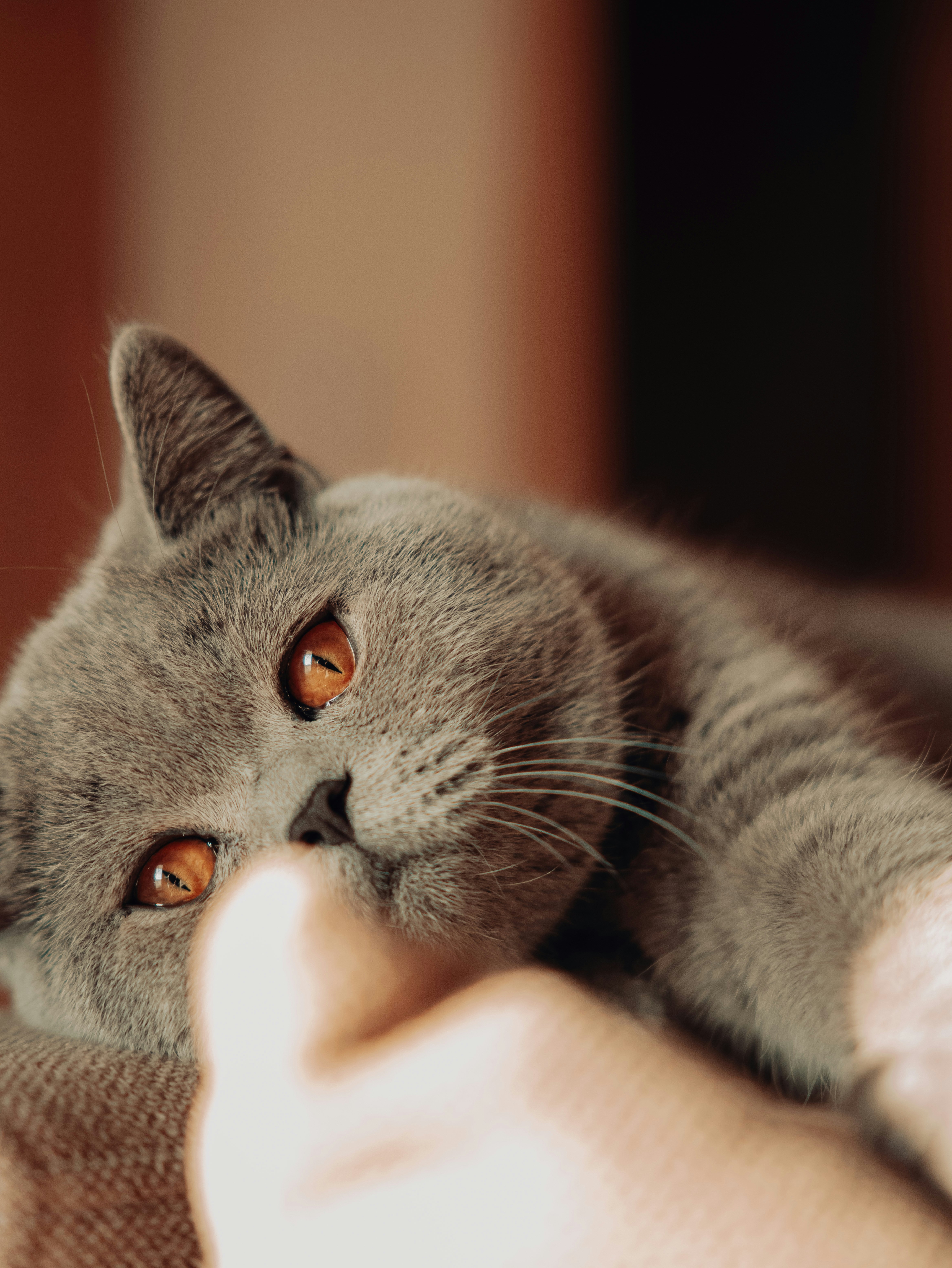 A fluffy grey cat with bright orange eyes rests.