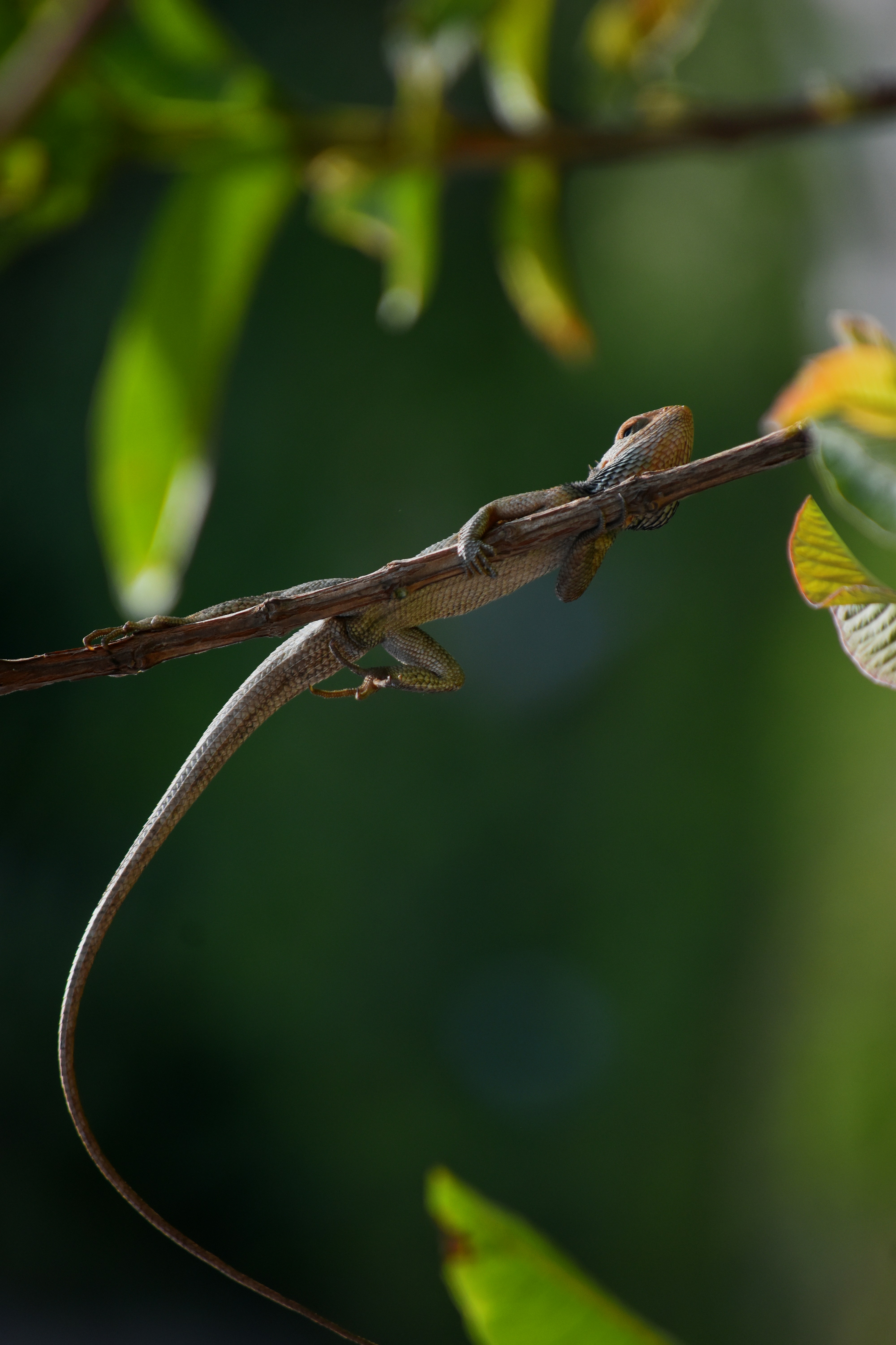 A lizard rests on a tree branch.