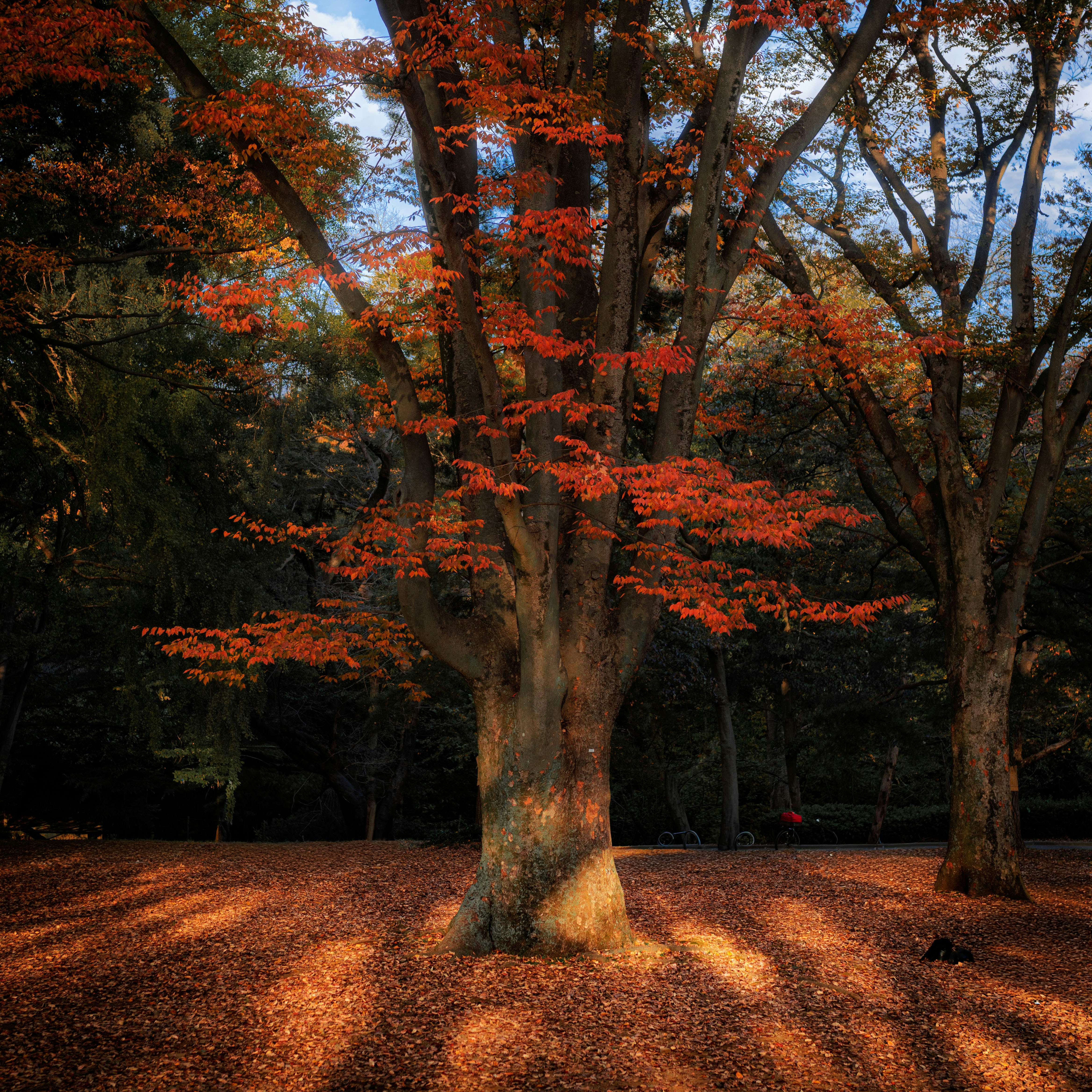 Large tree with bright orange leaves in autumn