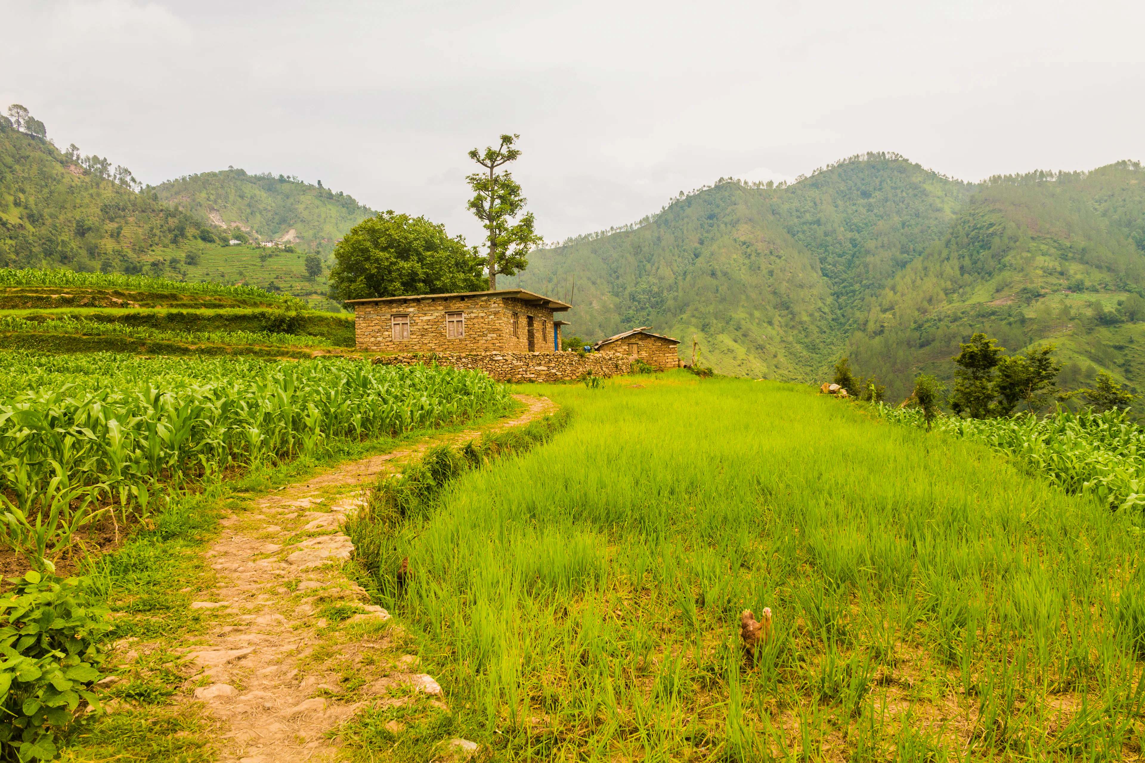 Dirt path running between green fields and hills