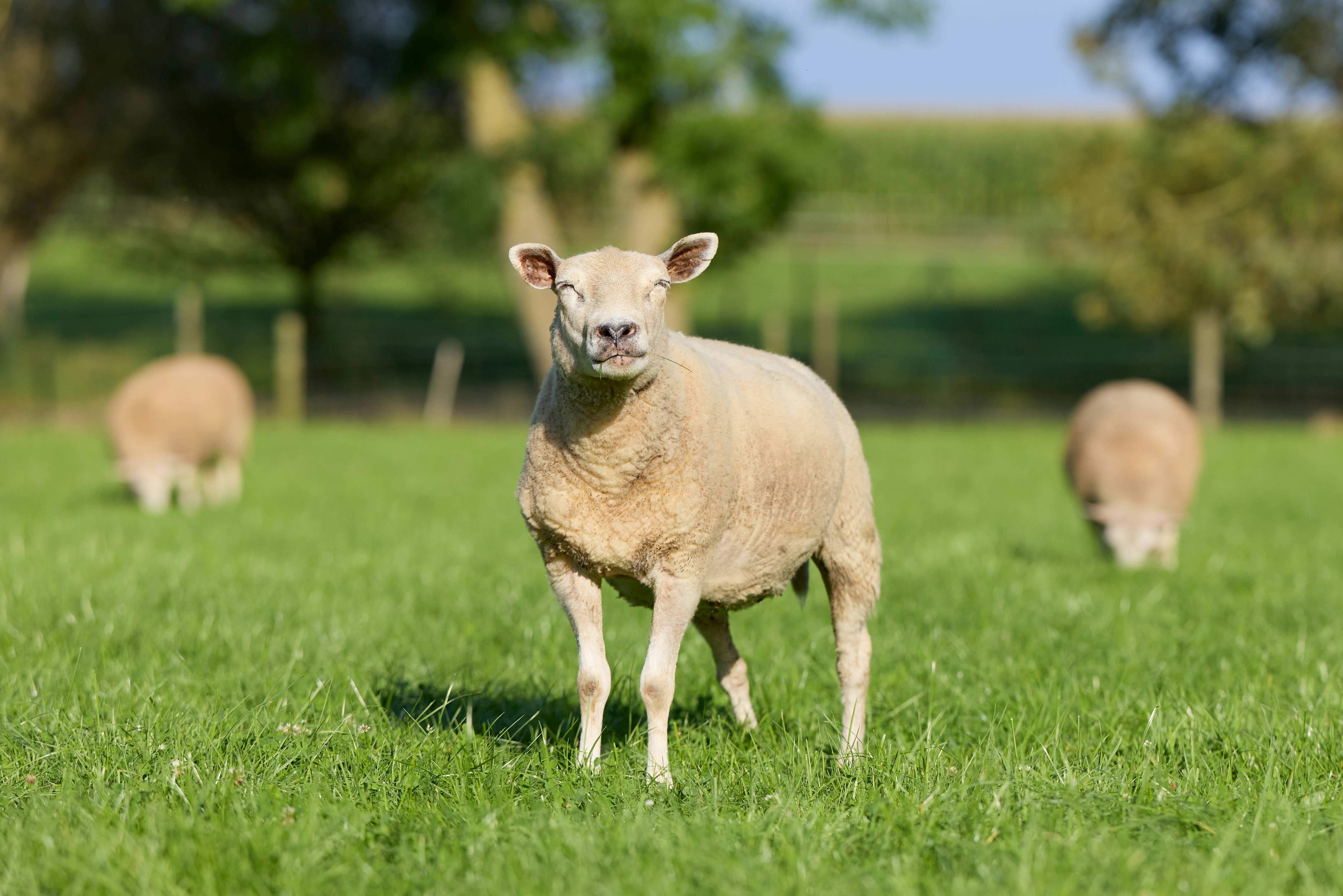 Photo by erwinbosman