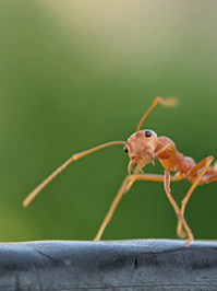 A close-up of an ant with green blurred background