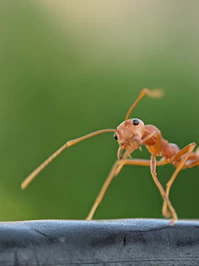 A close-up of an ant with green blurred background