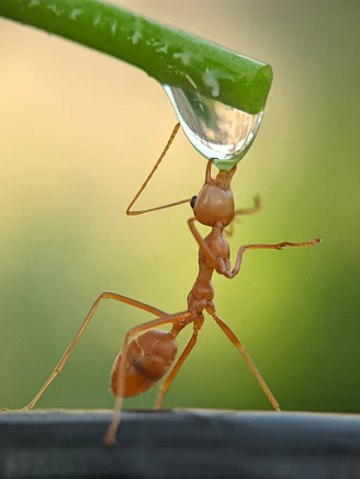 An ant drinks water from a leaf.