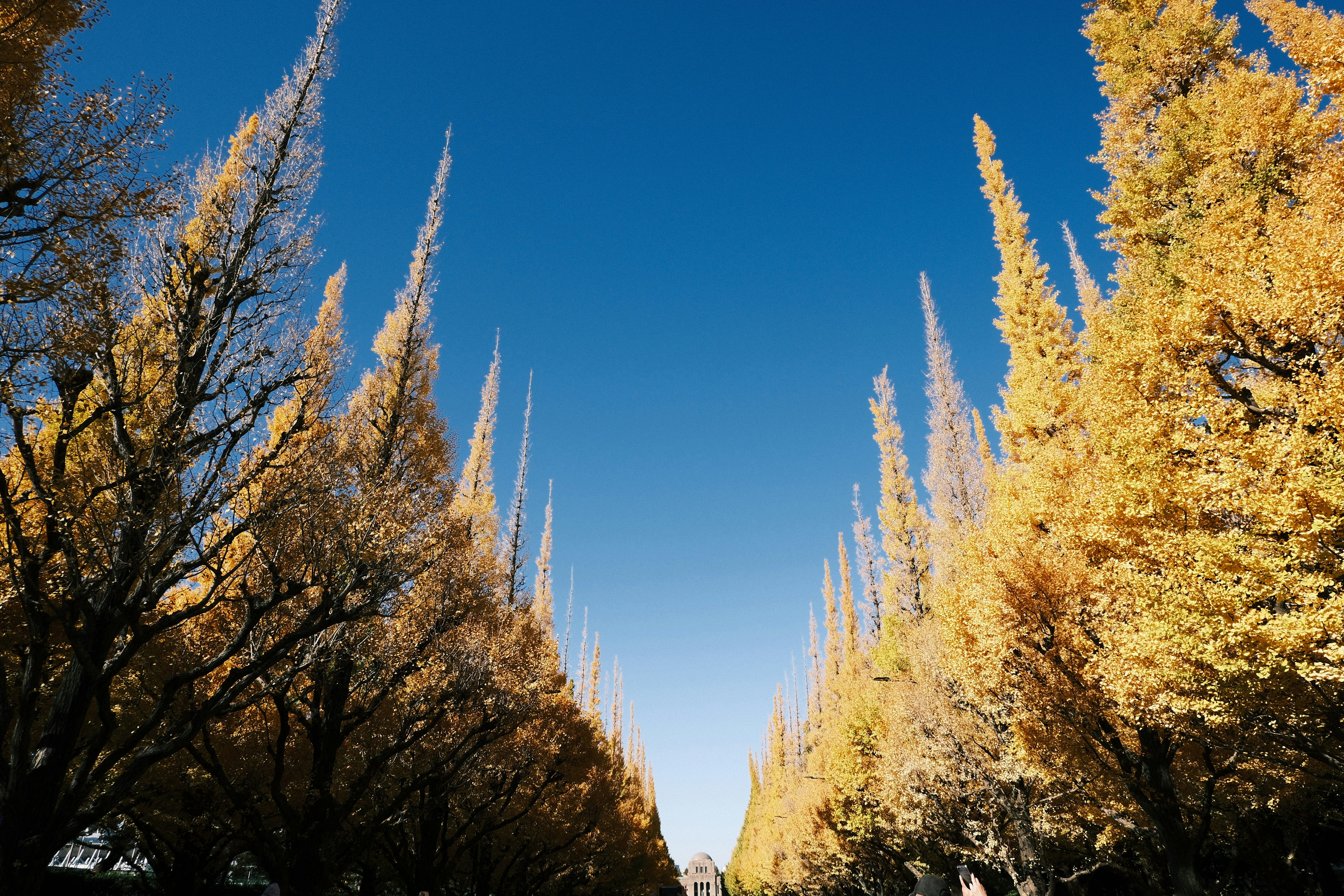 Golden autumn trees line a clear blue sky.
