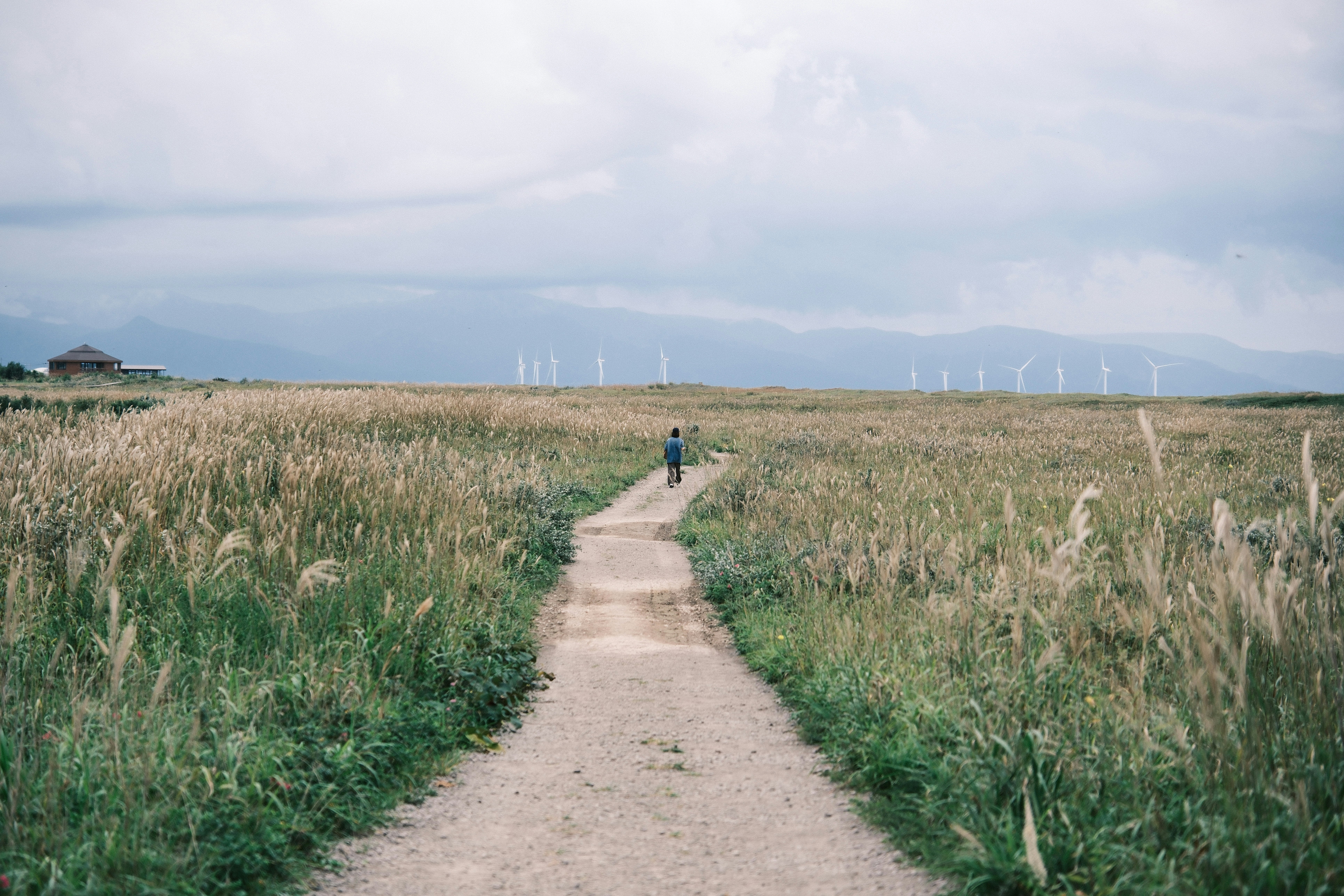 Person walks on path through grassy field towards windmills.