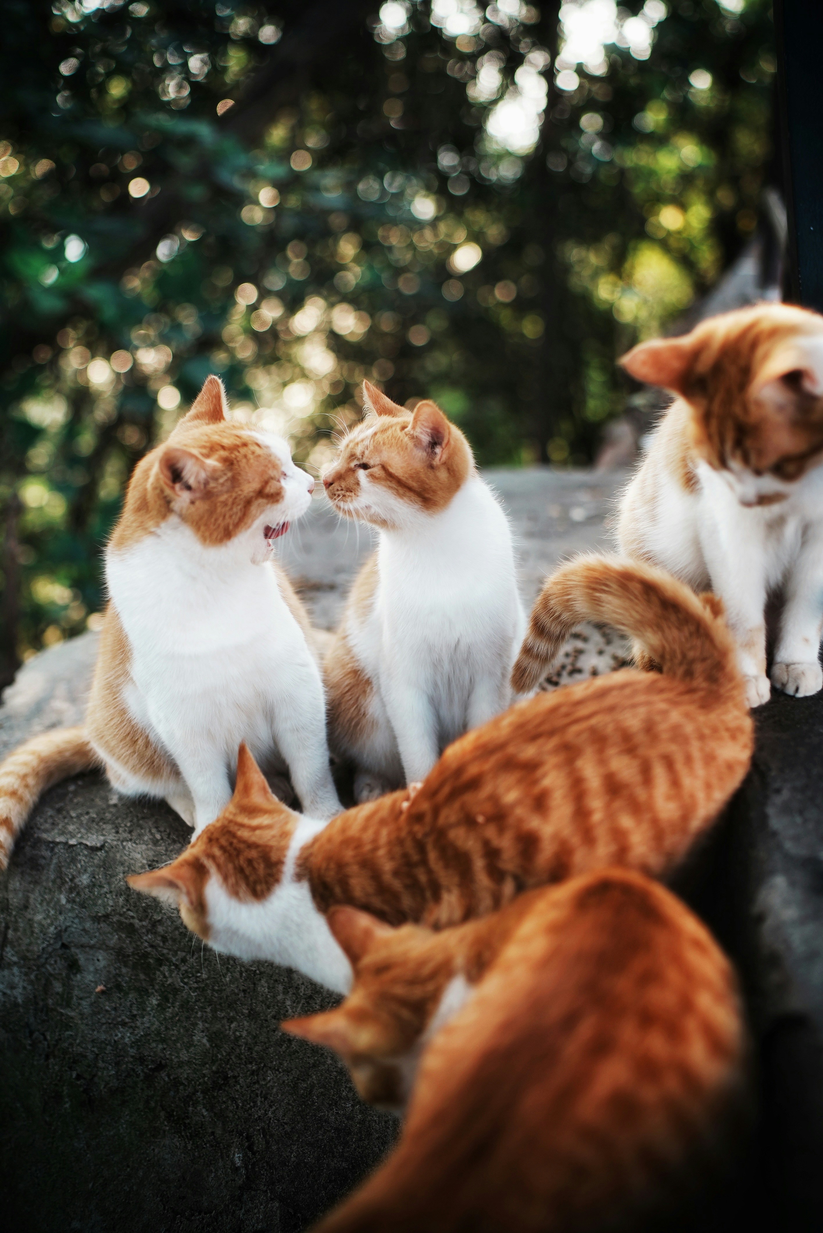 Group of orange and white cats sitting together