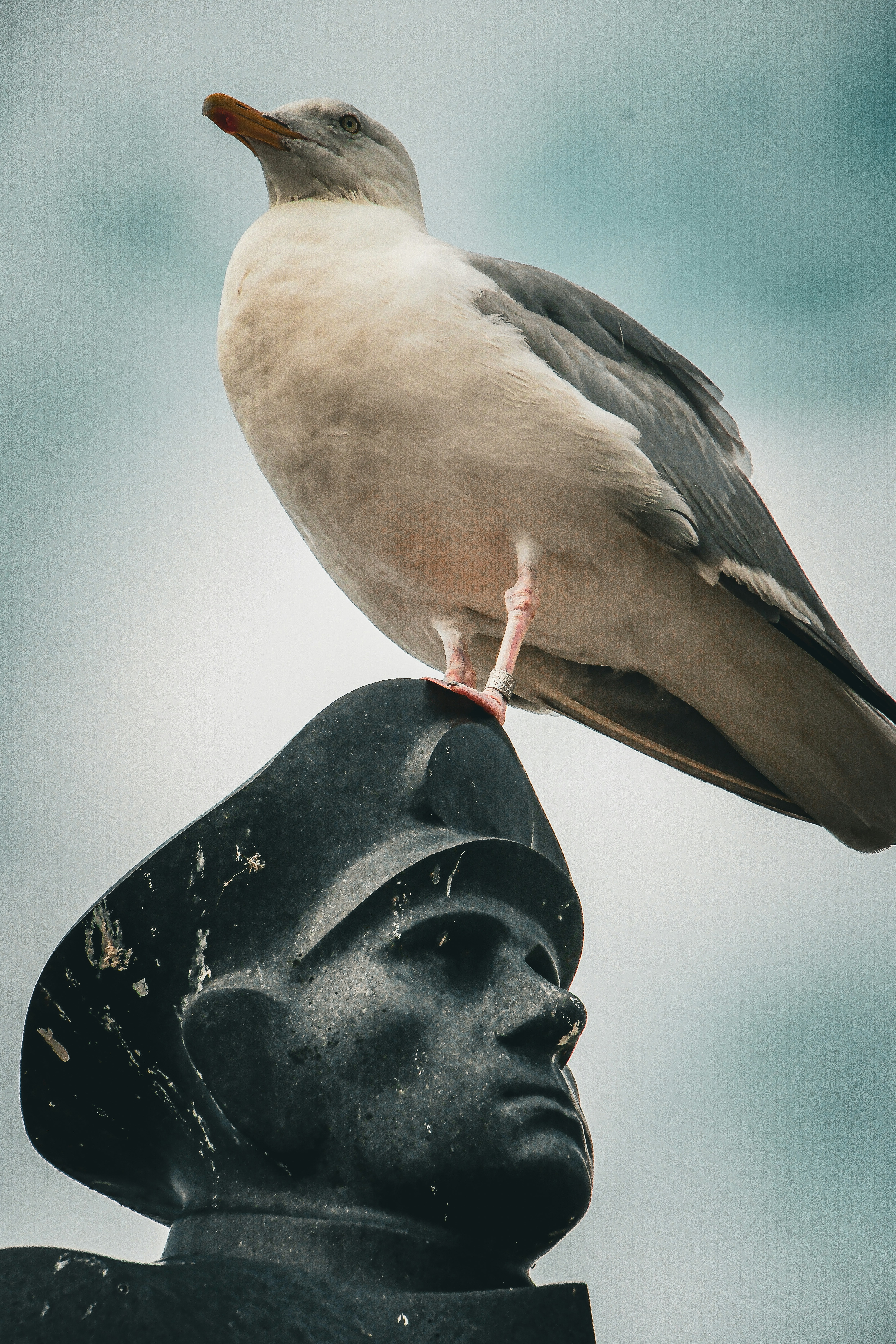 Seagull perched on a statue's head