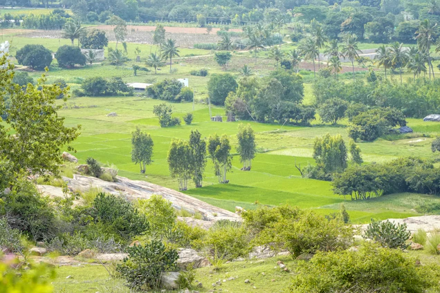 Lush green fields and trees in a rural landscape.