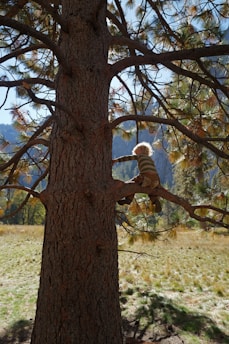 Child climbing a large pine tree in a field.