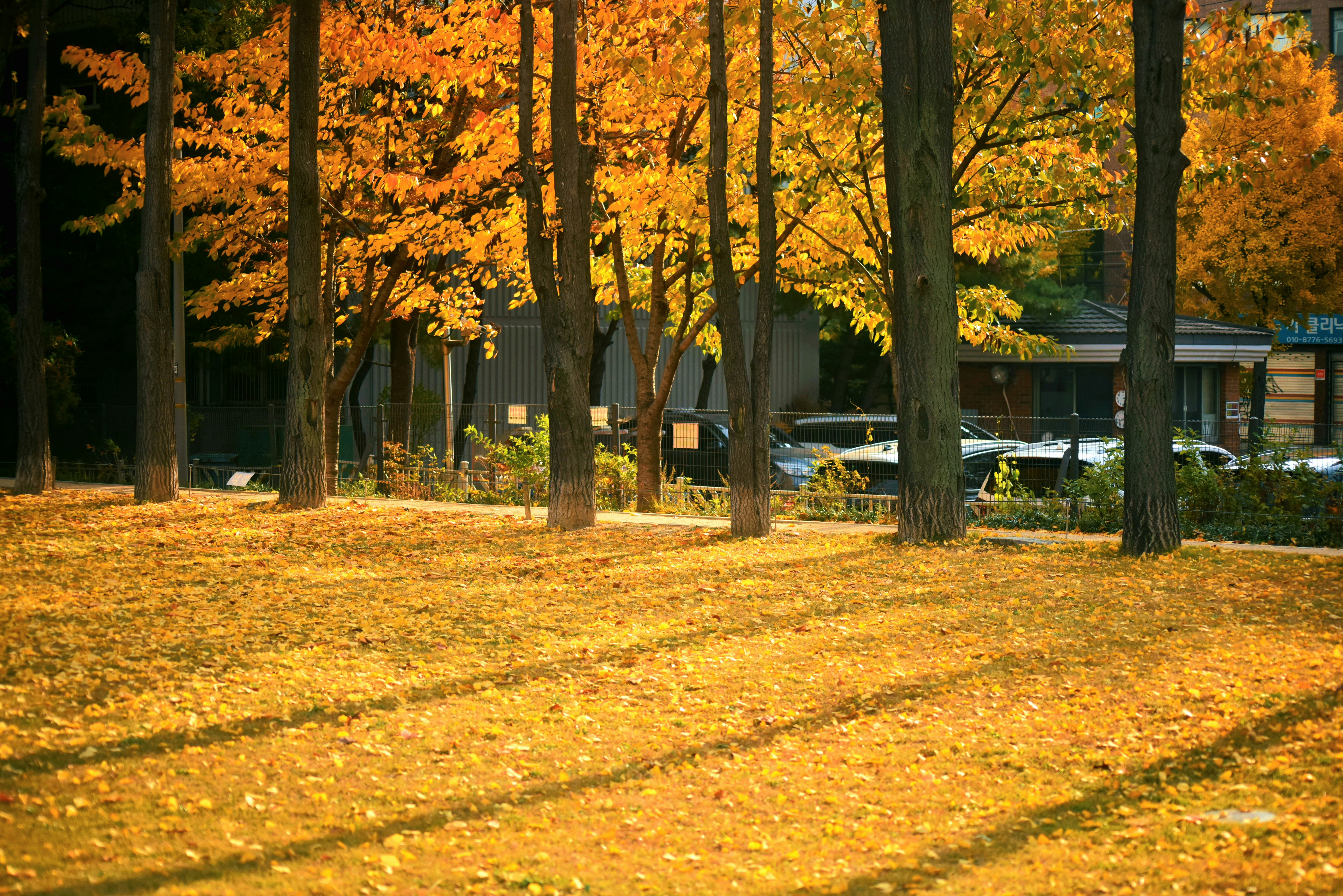 Autumn trees with golden leaves covering the ground