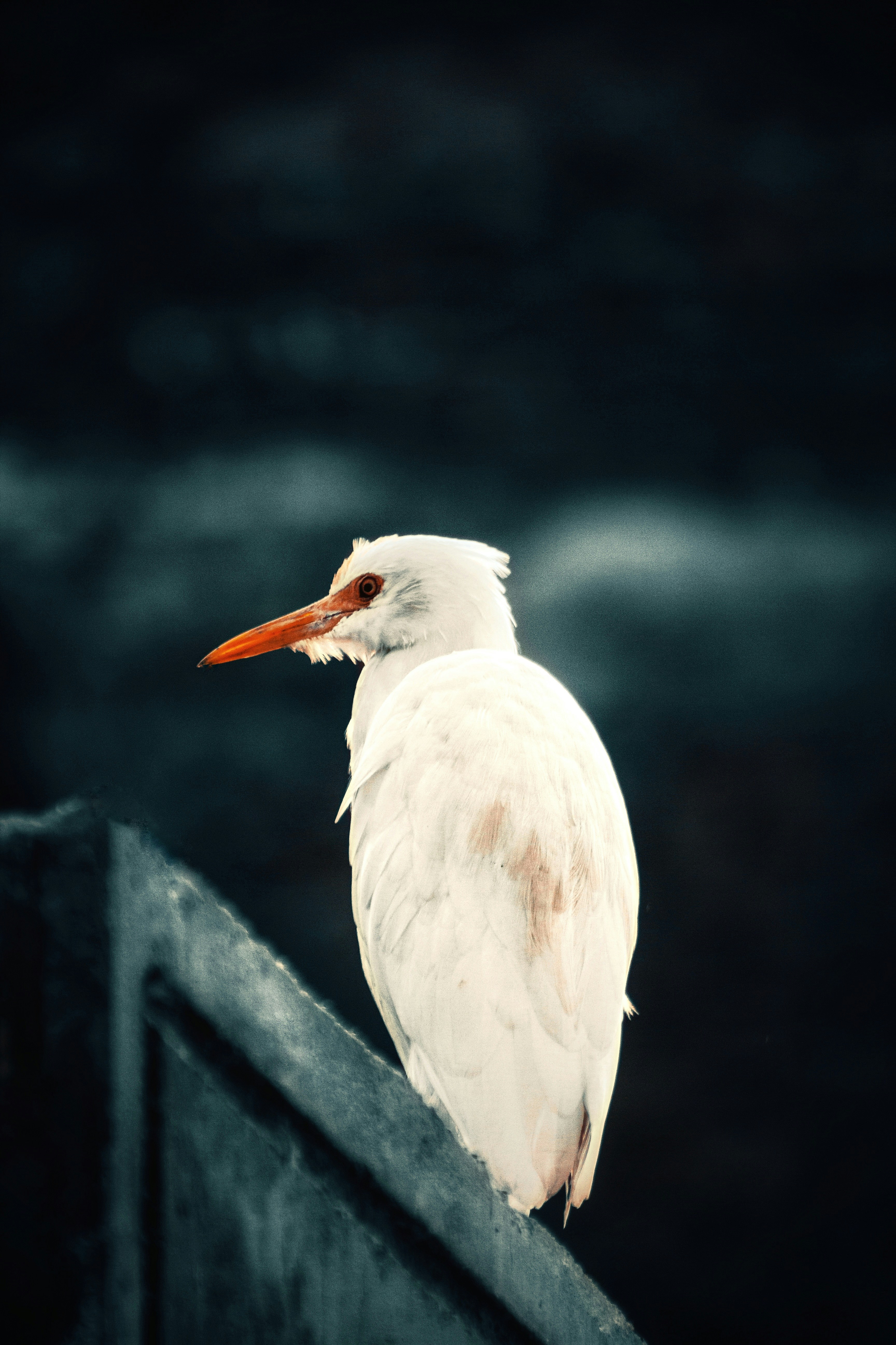 White bird with orange beak on railing