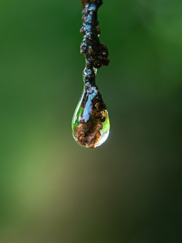 A single water droplet hanging from a twig.