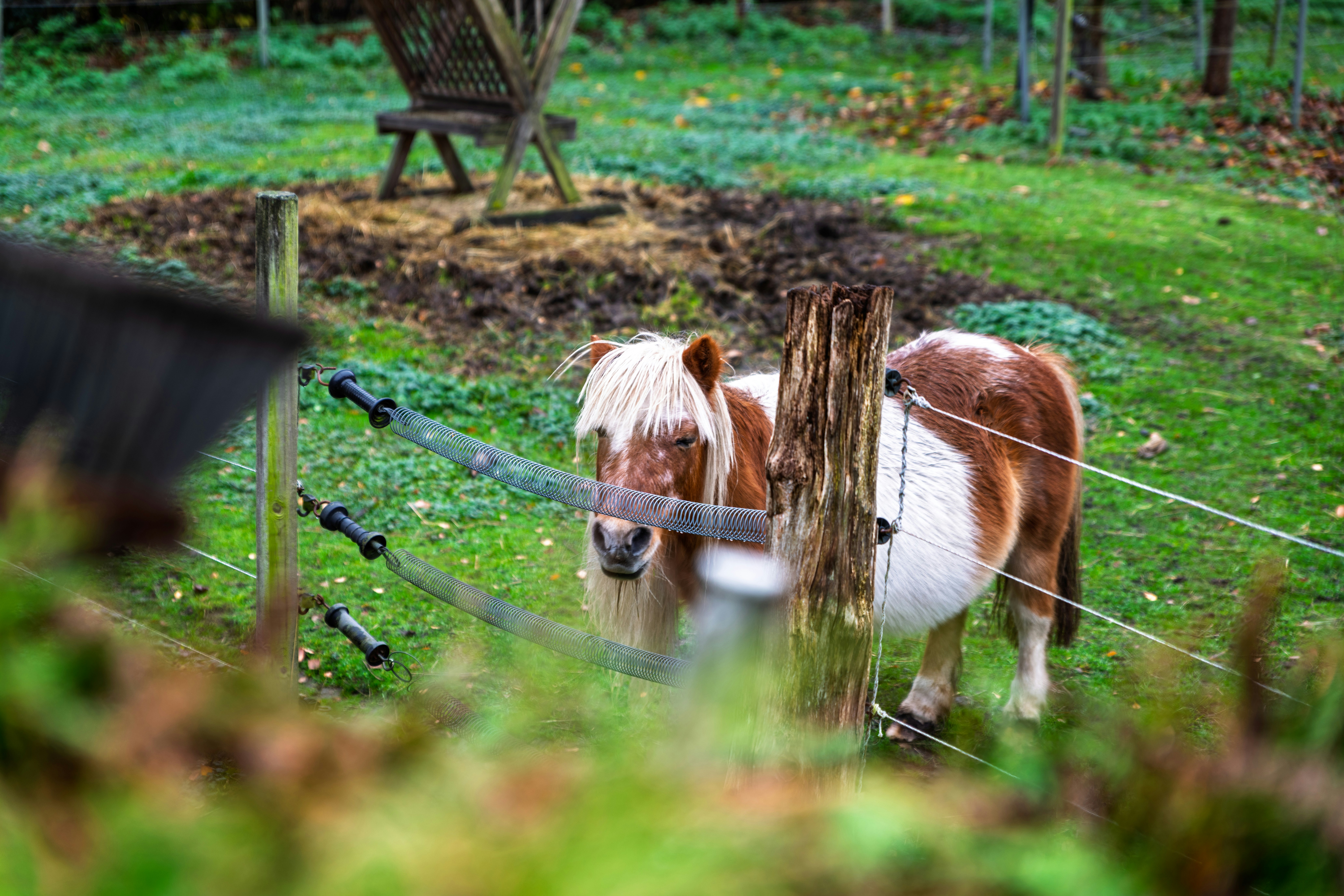 A small brown and white pony behind a fence